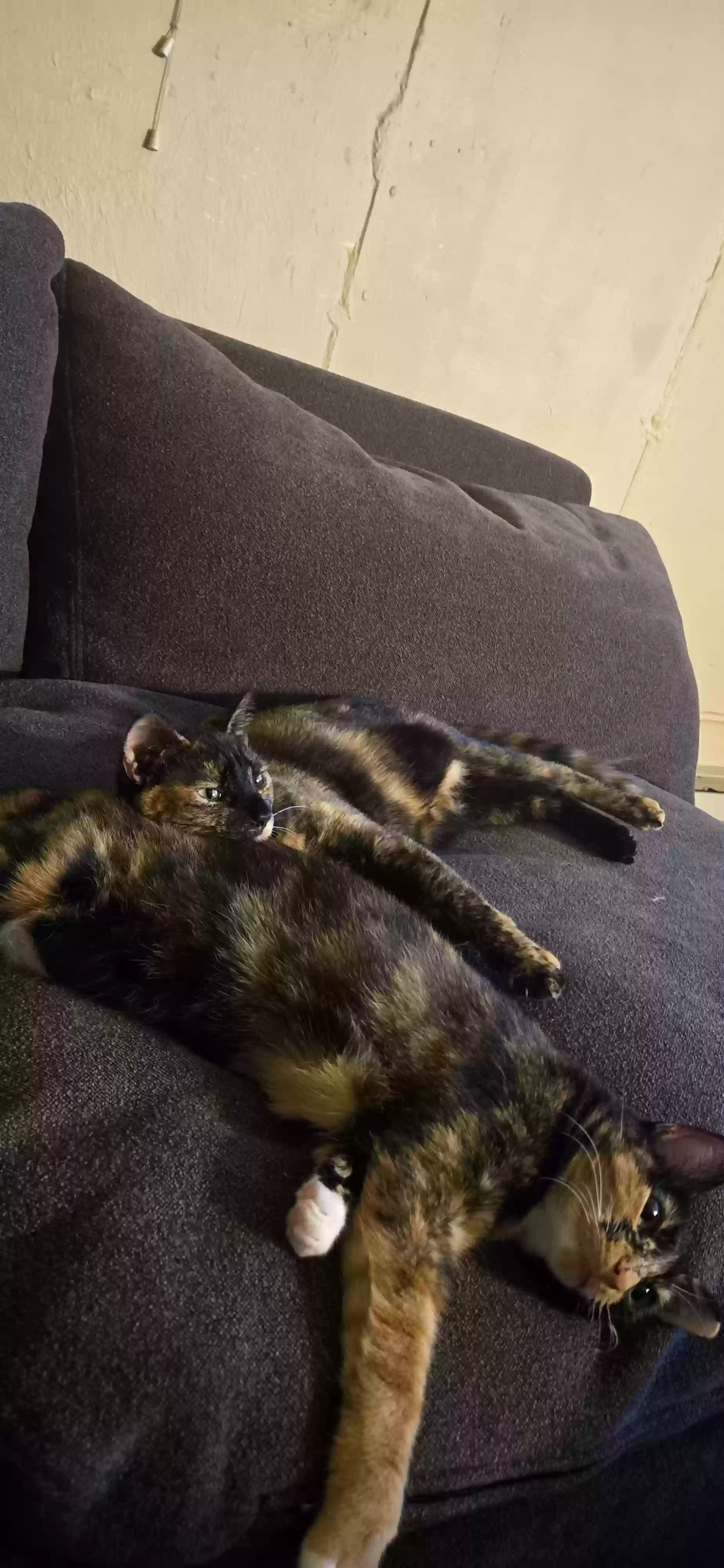 adoptable Cat in Cincinnati,OH named