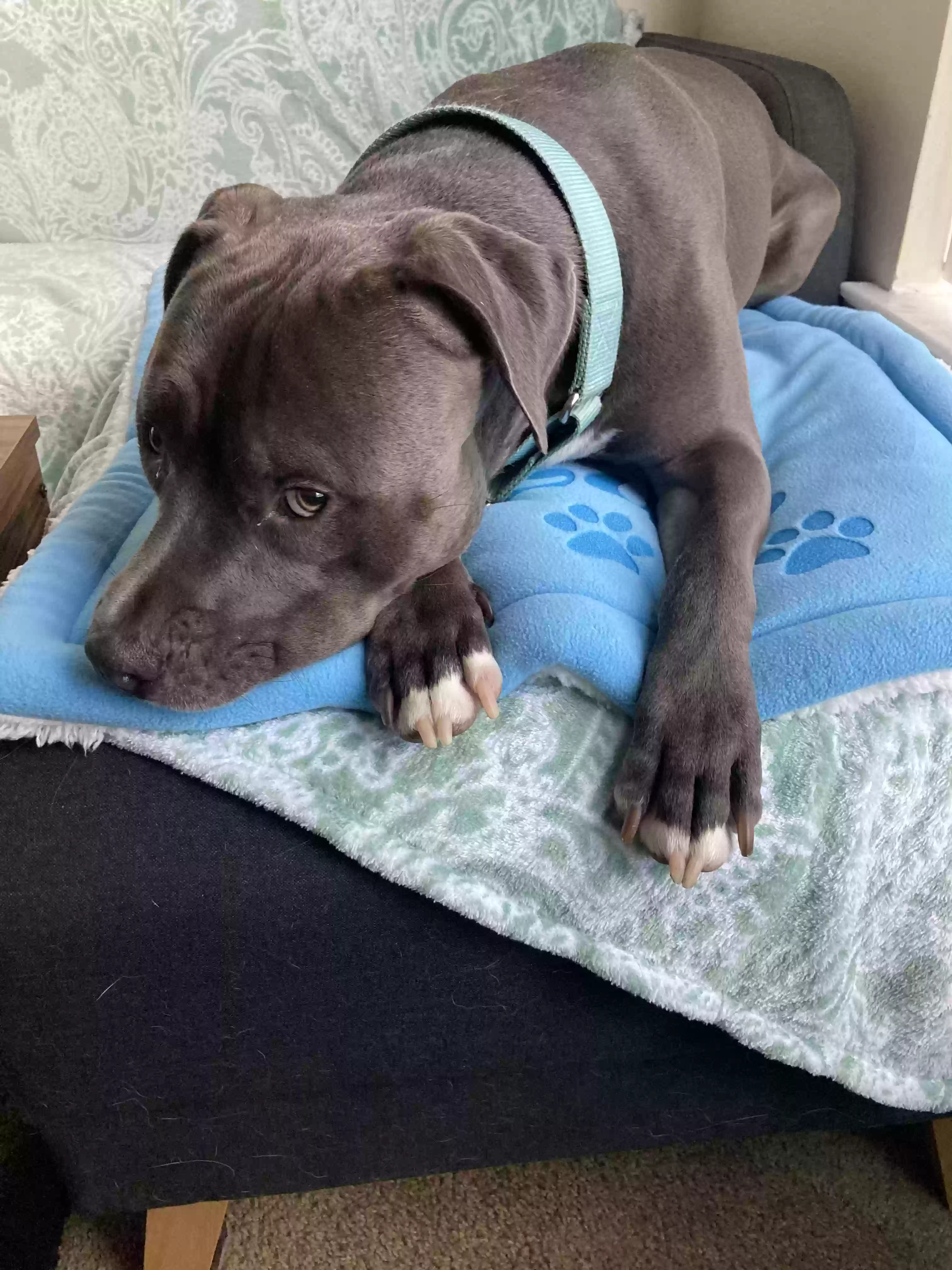 adoptable Dog in Orange Park,FL named Blue
