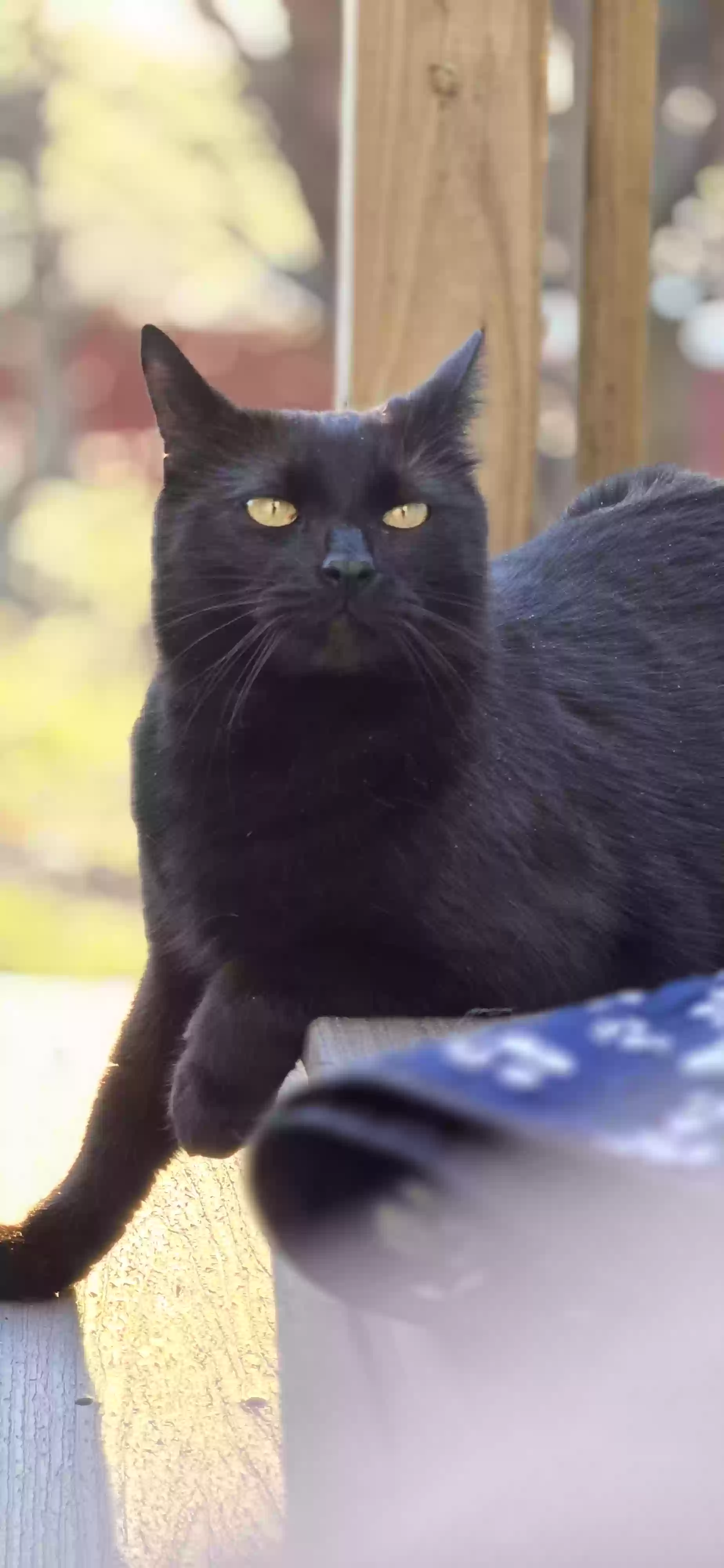 adoptable Cat in Bristol,CT named Church and salem