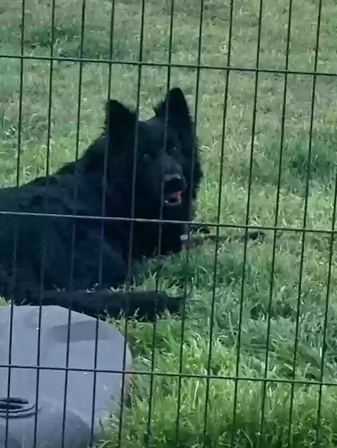adoptable Dog in Moody,TX named Pitch