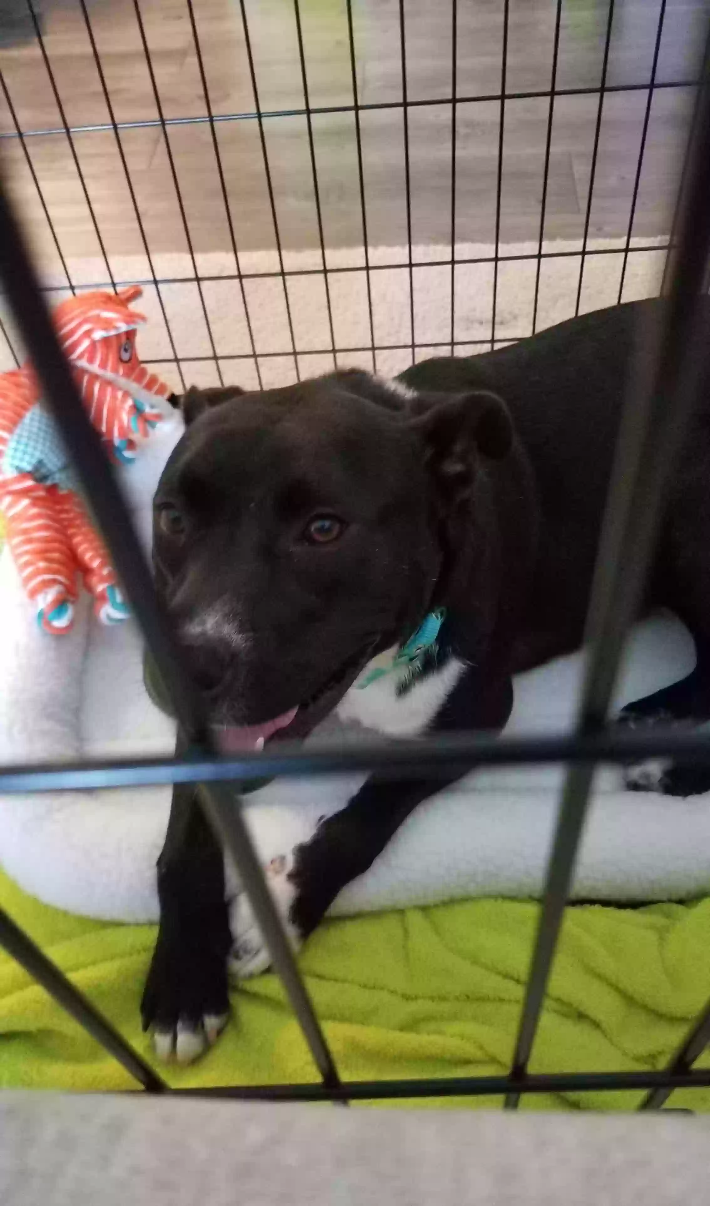 adoptable Dog in Snellville,GA named Jasper