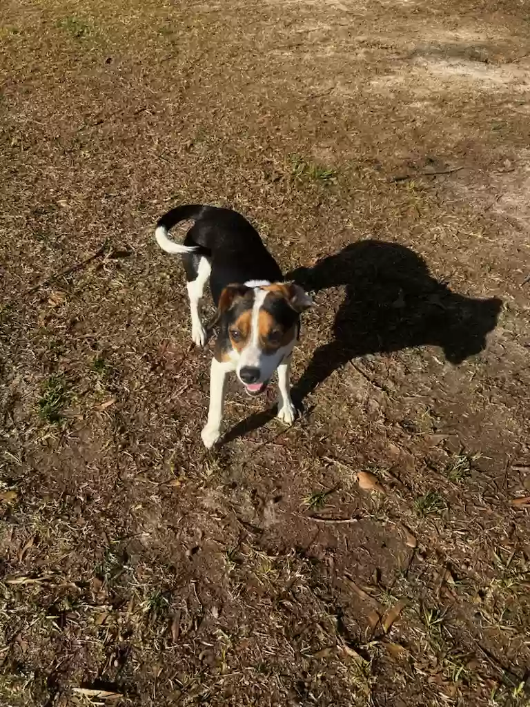 adoptable Dog in Perry,GA named Rosie