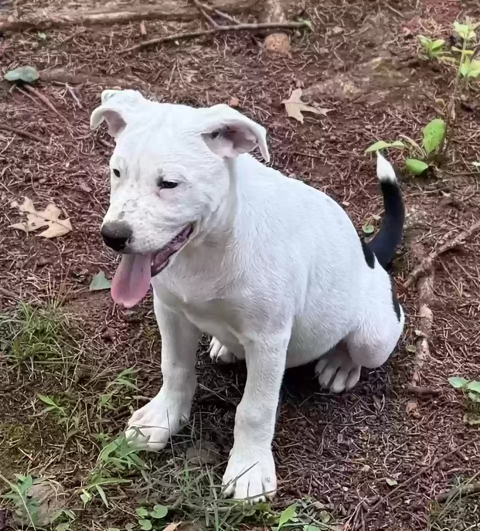 adoptable Dog in Cleveland,GA named Melbourne