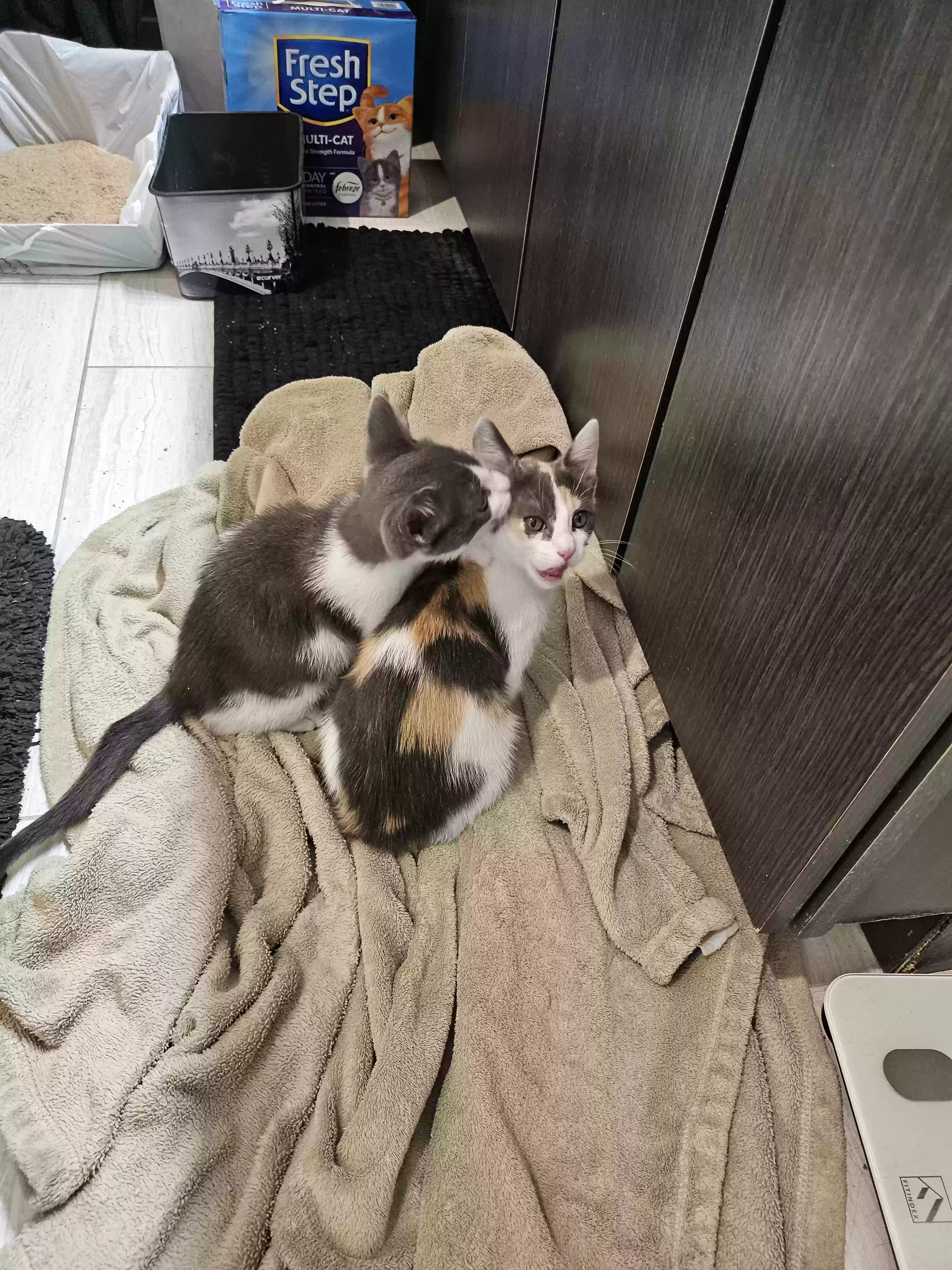 adoptable Cat in Rosenberg,TX named Alexis Rose
