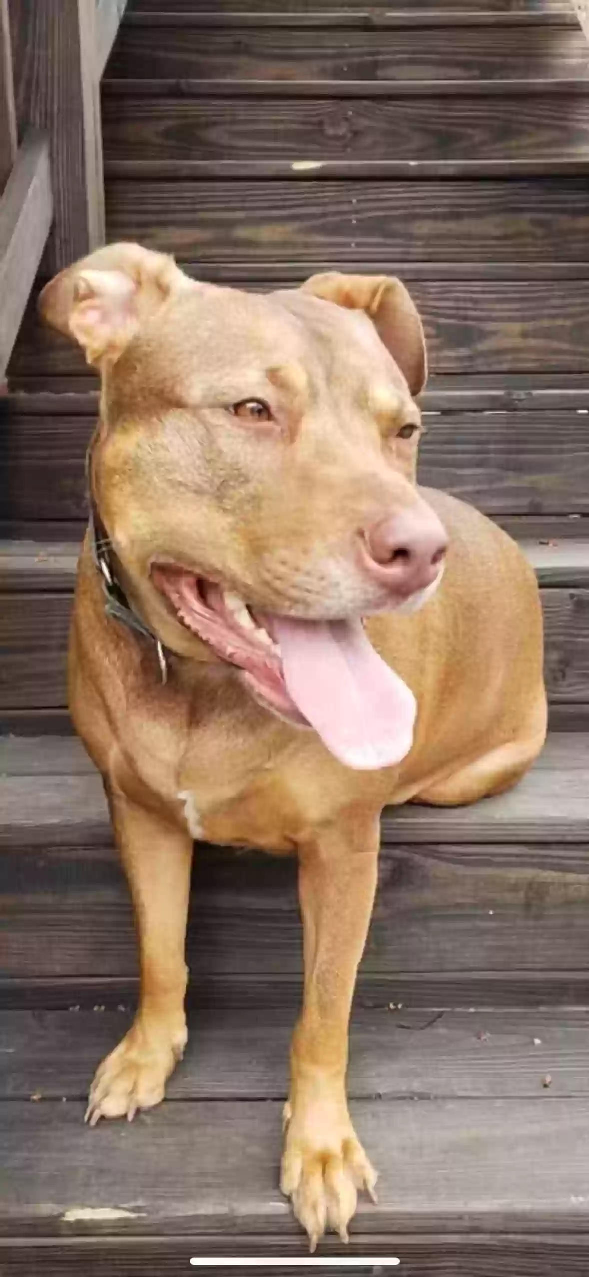 adoptable Dog in Louisville,KY named Lola