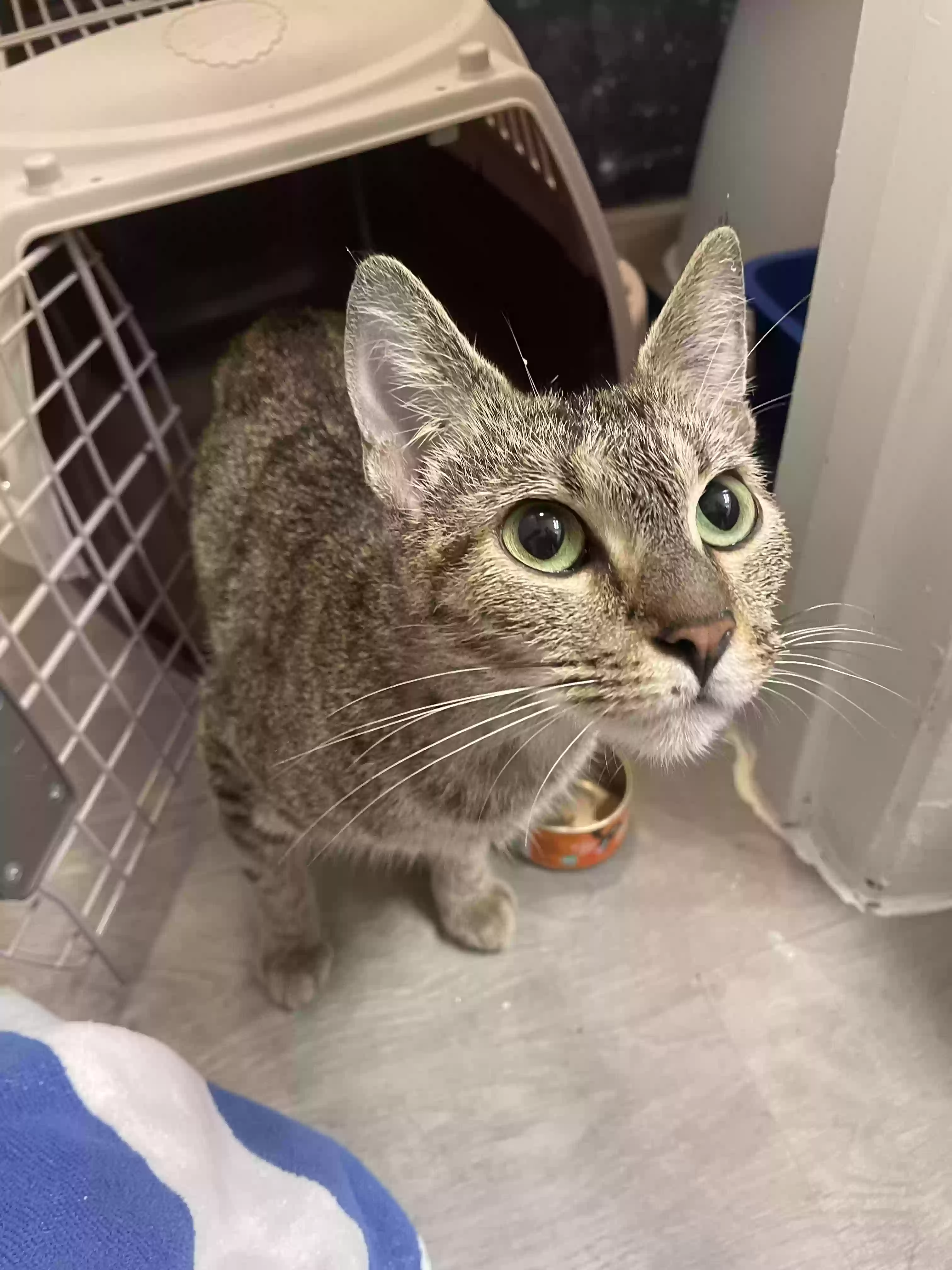 adoptable Cat in Stone Mountain,GA named Mimikyu