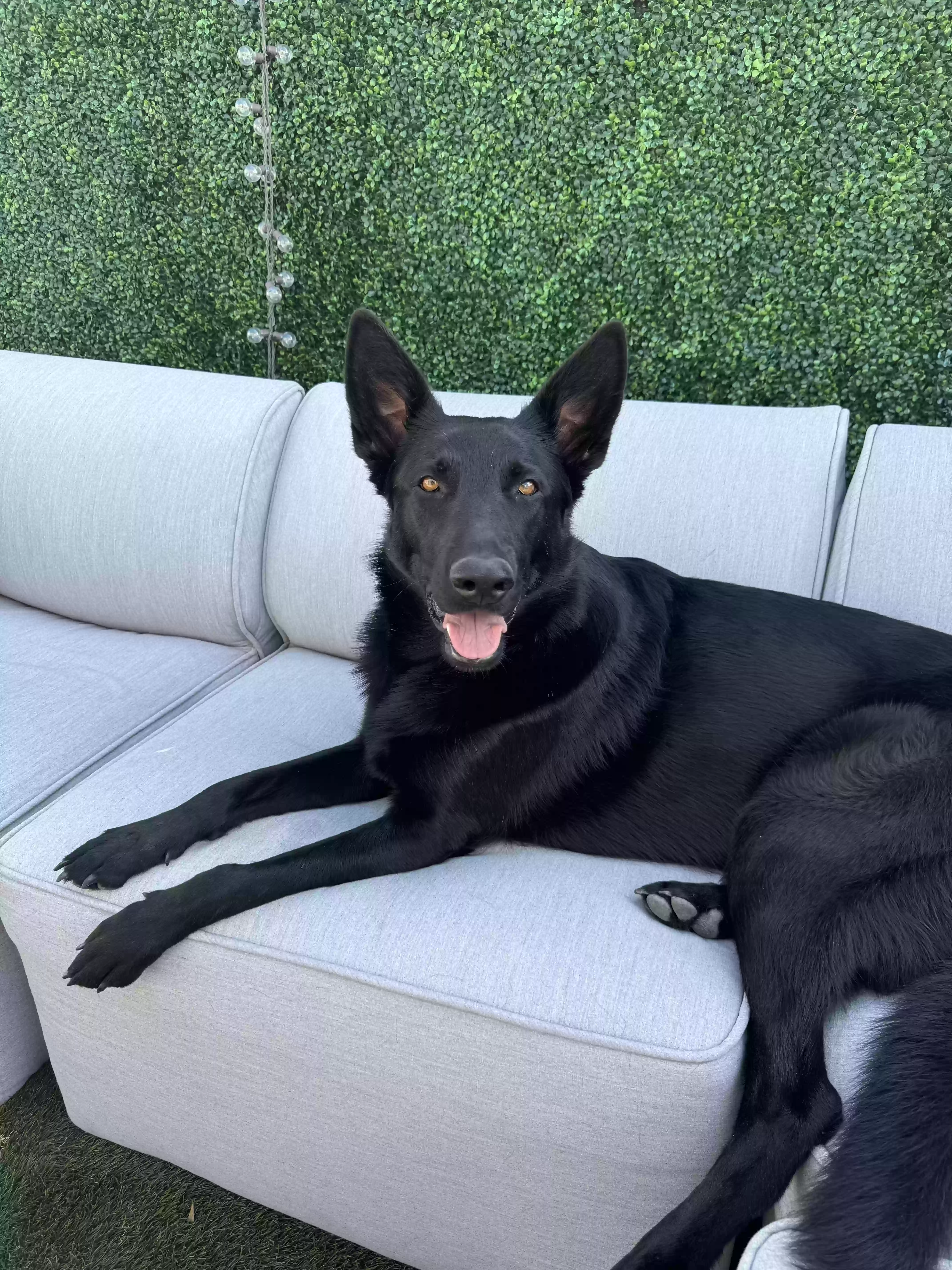adoptable Dog in Tucson,AZ named Harley