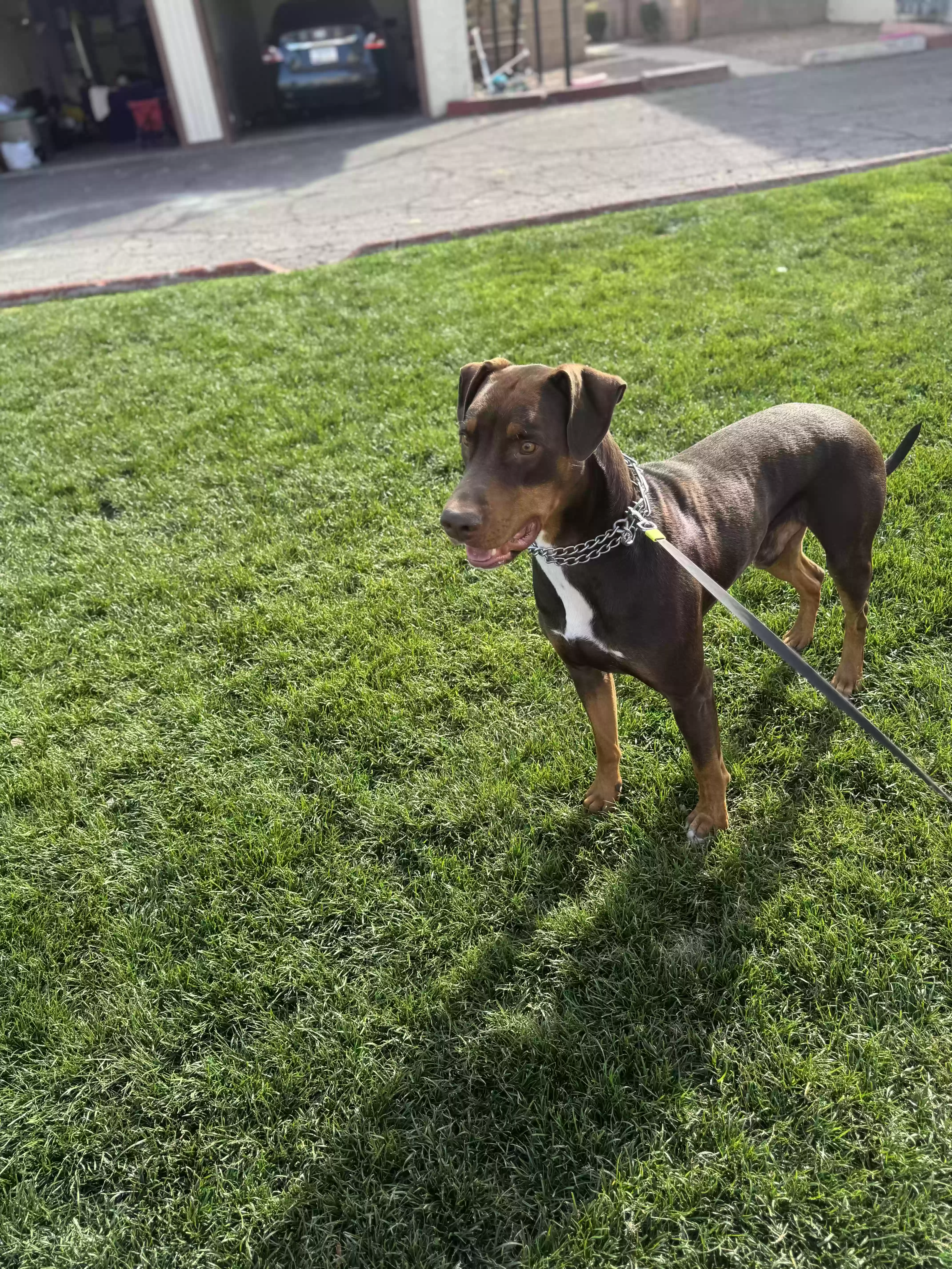 adoptable Dog in Mesa,AZ named doobie