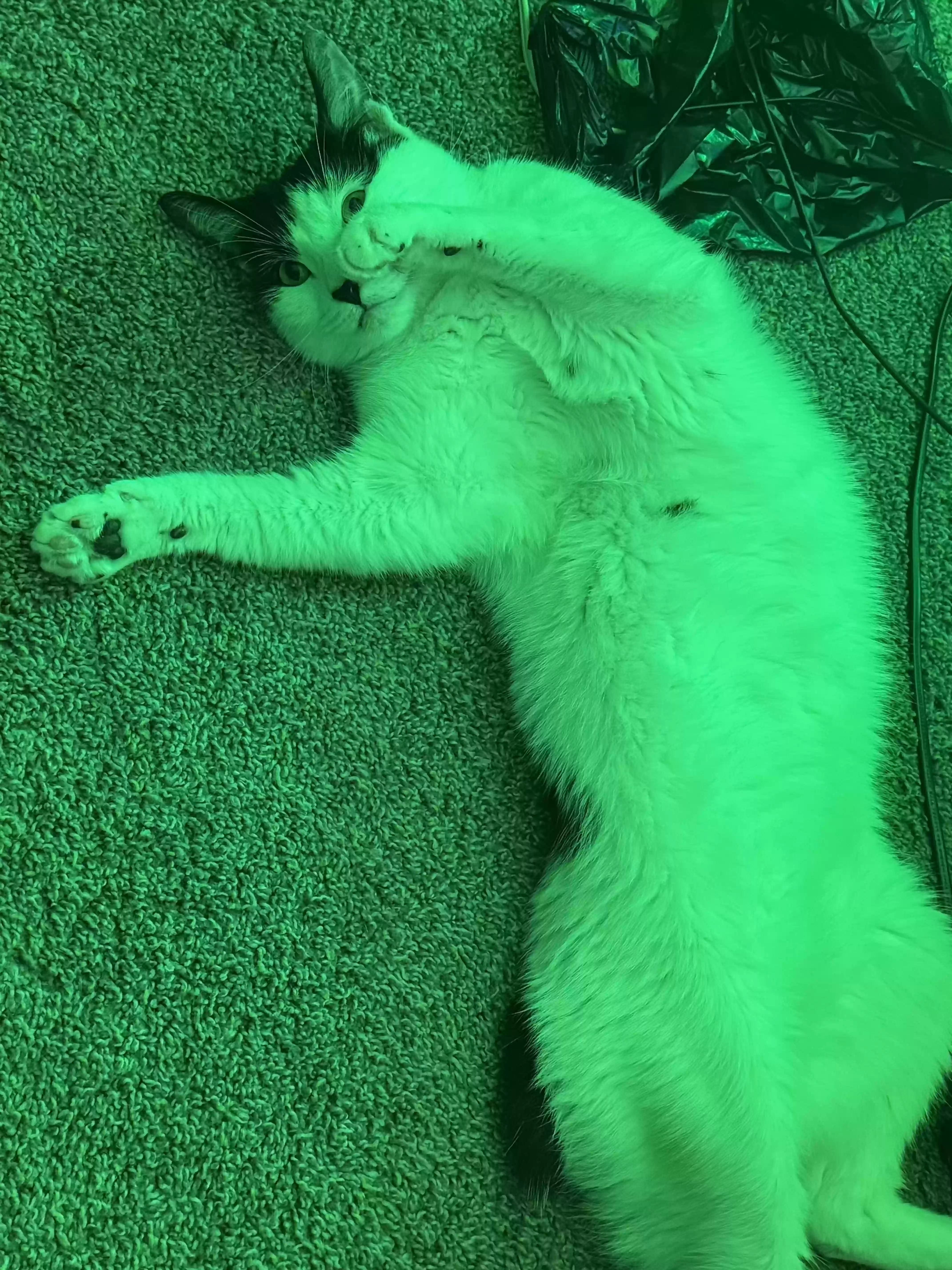 adoptable Cat in Atlanta,GA named P.K.
