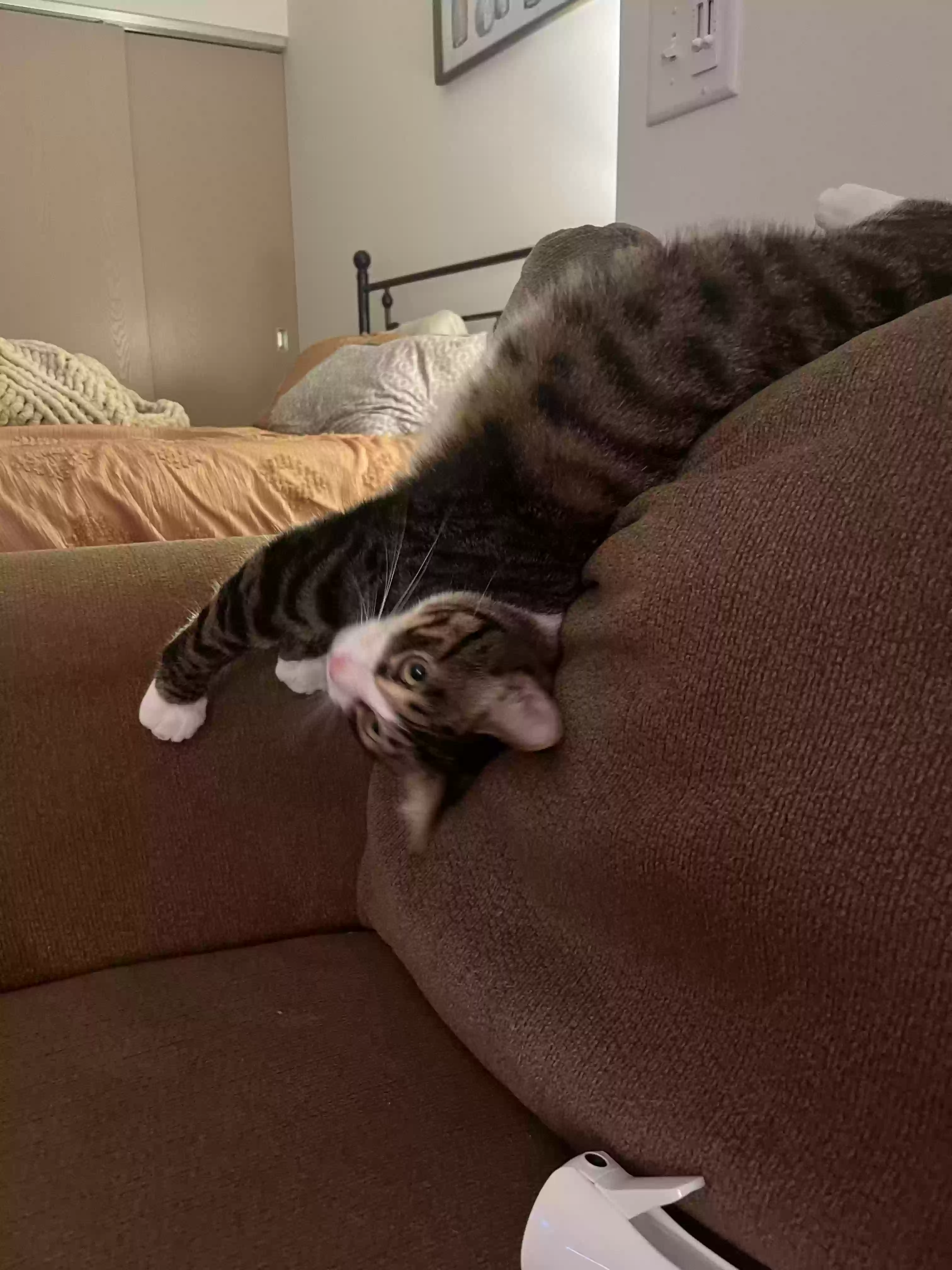 adoptable Cat in Minneapolis,MN named Henrie