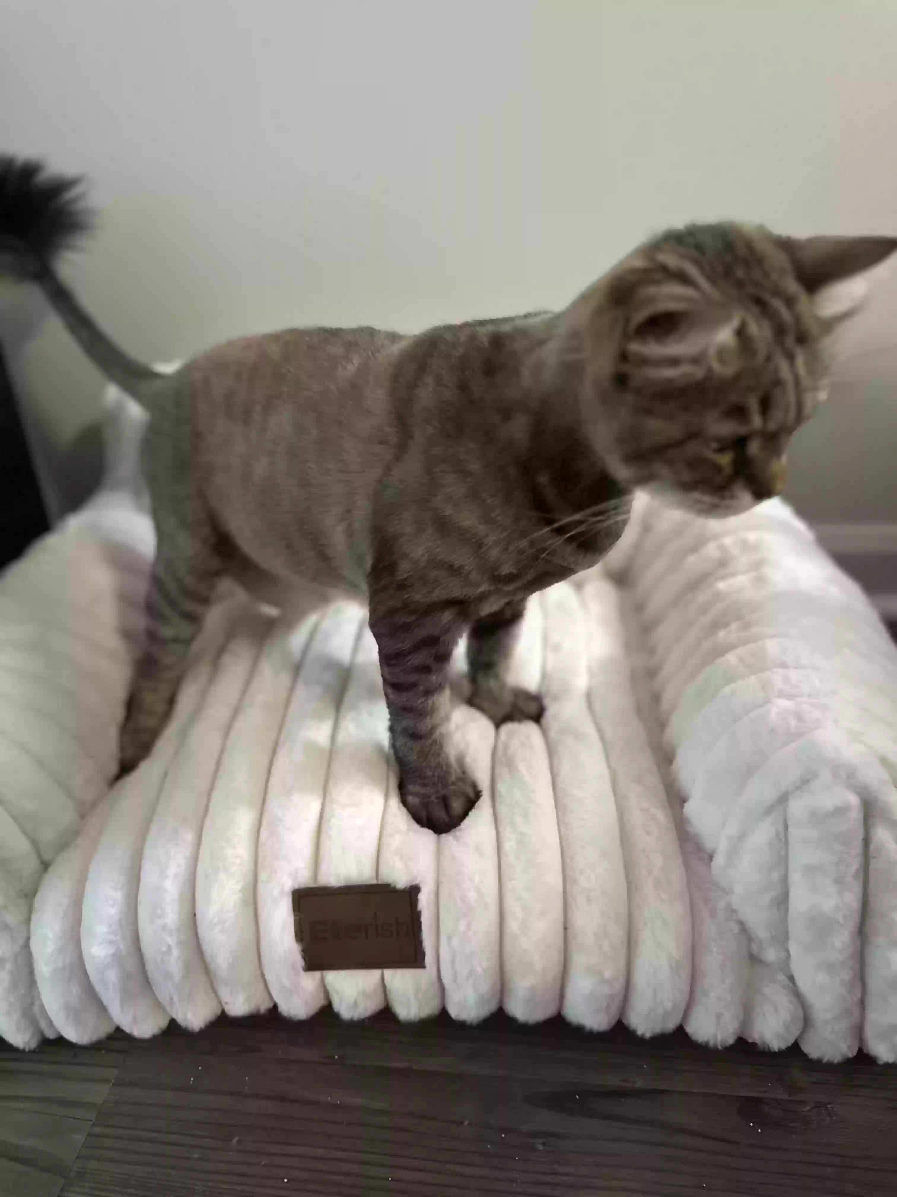 adoptable Cat in Stamford,CT named Selina