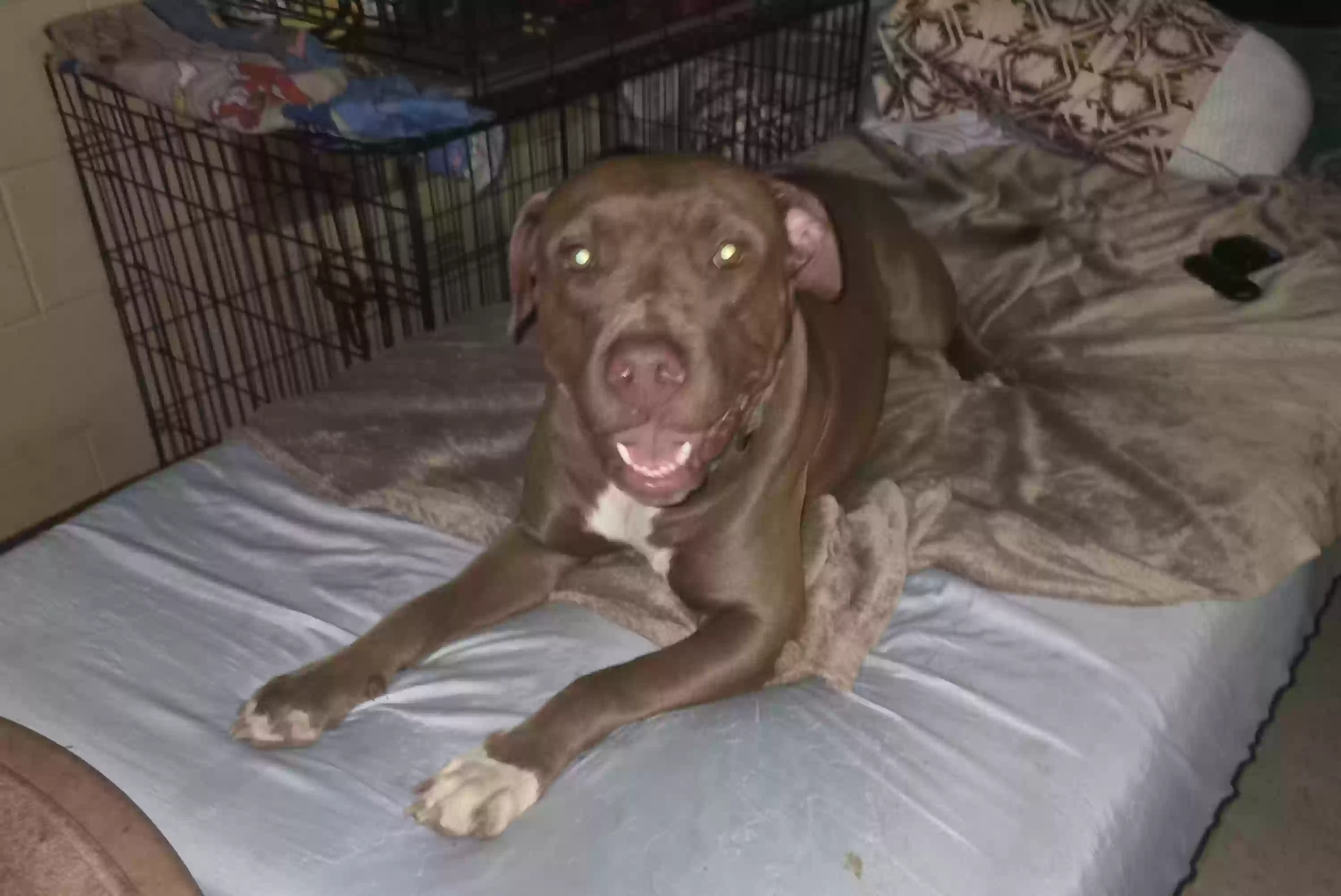 adoptable Dog in Wailuku,HI named Bear