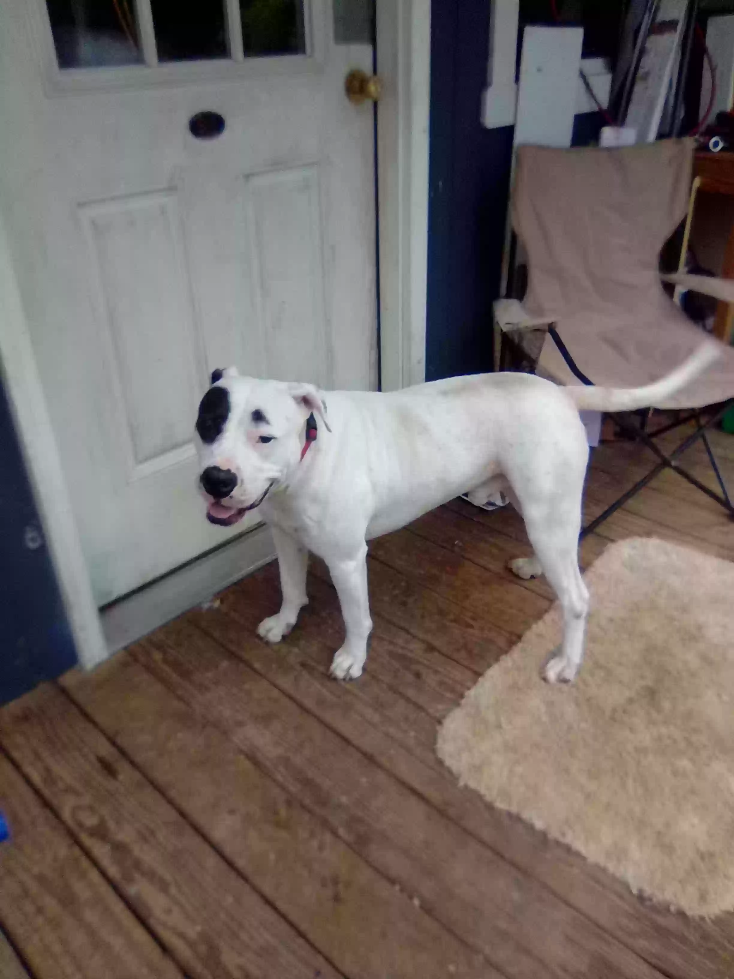 adoptable Dog in Coker,AL named Oreo