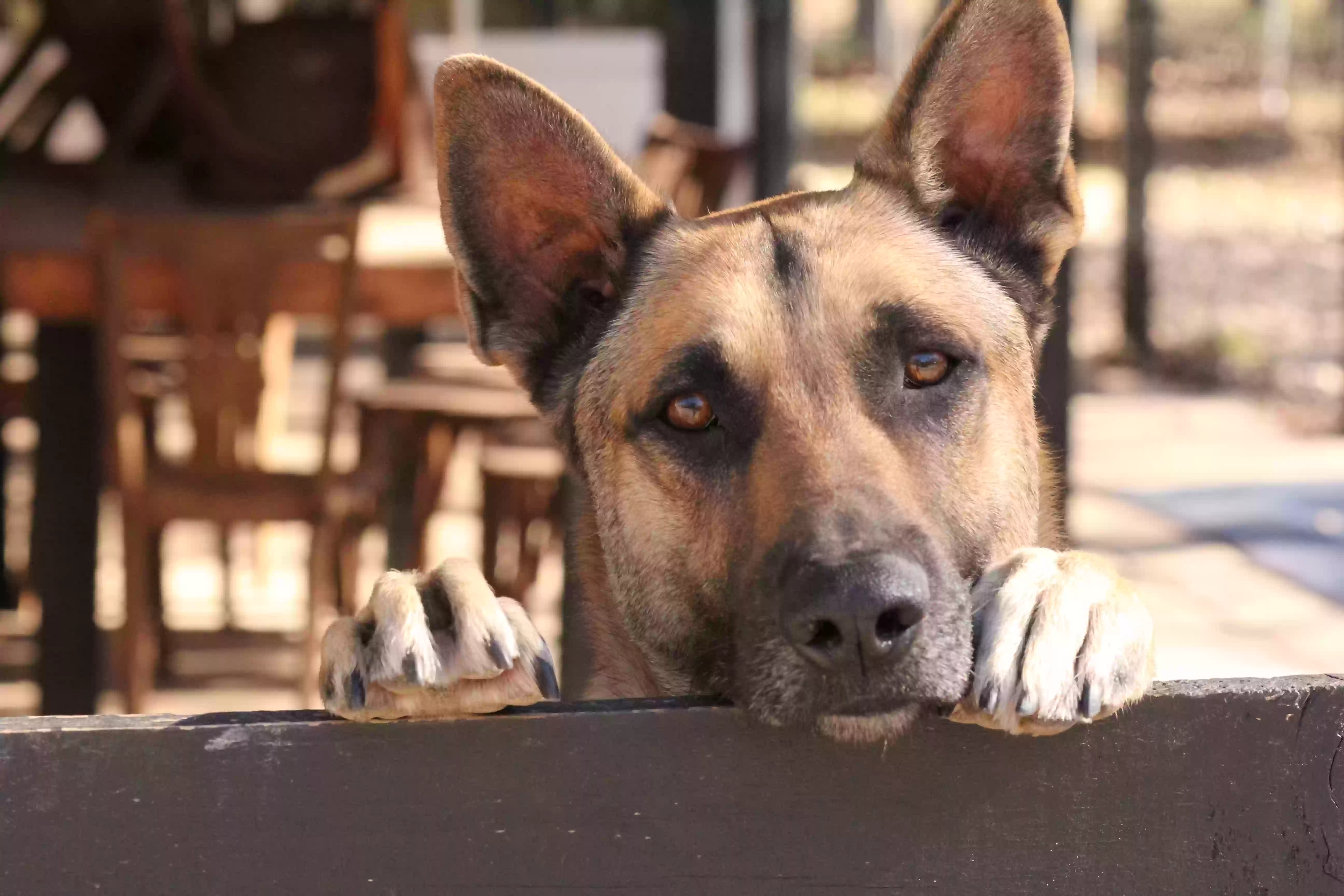 adoptable Dog in Whitney,TX named Ocho