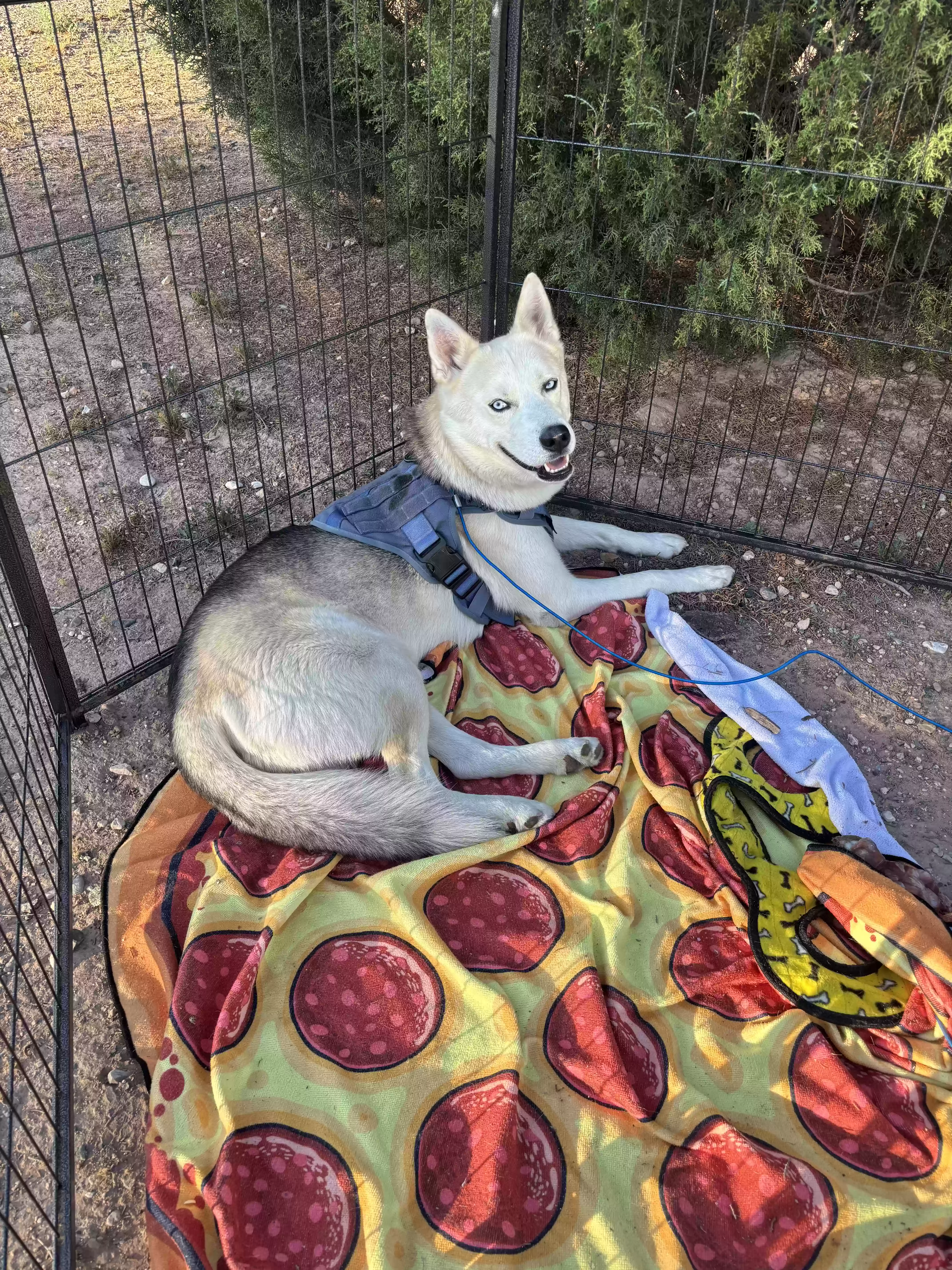 adoptable Dog in Cottonwood,AZ named Vlad