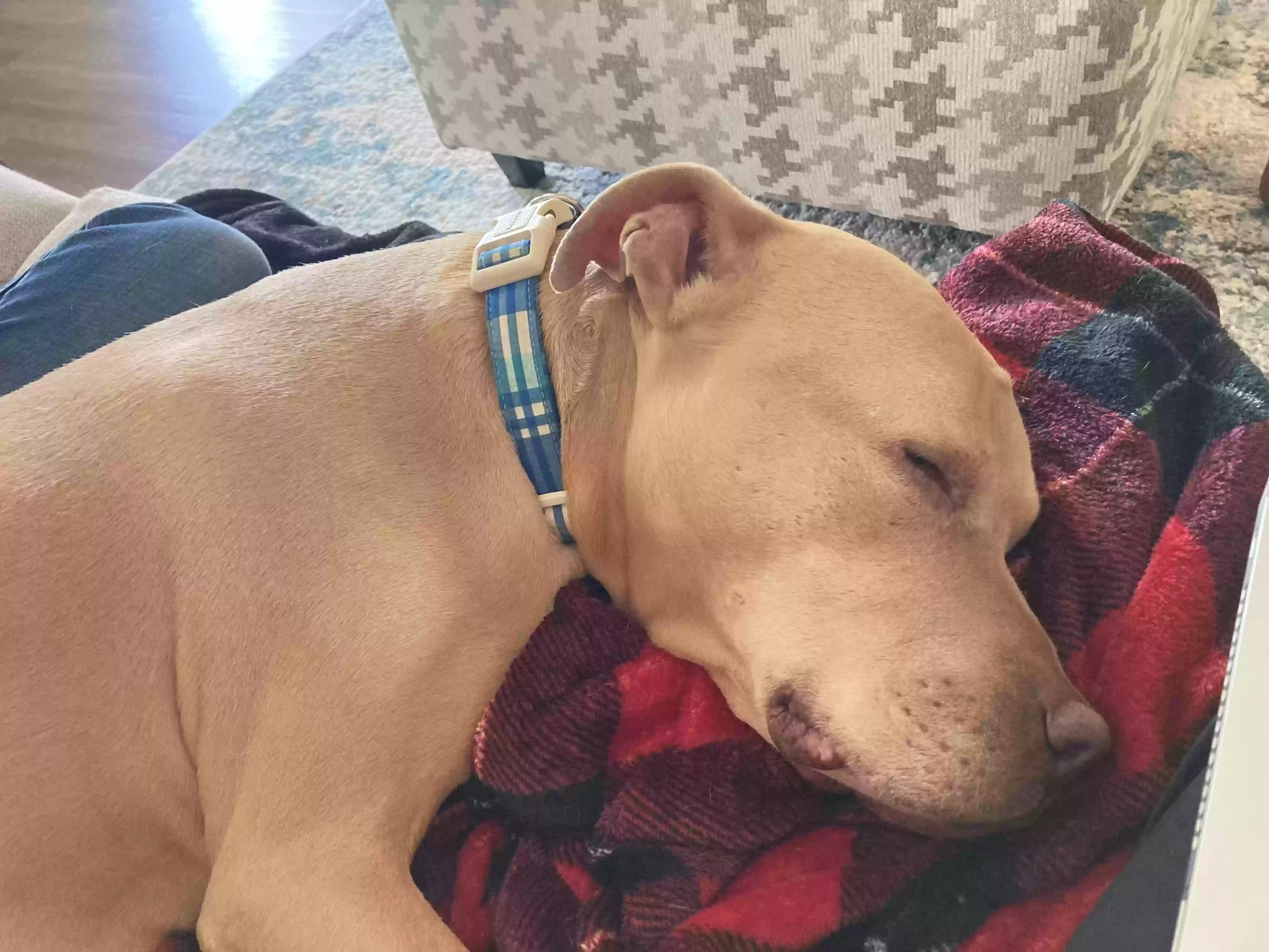 adoptable Dog in Perry,GA named Jamison