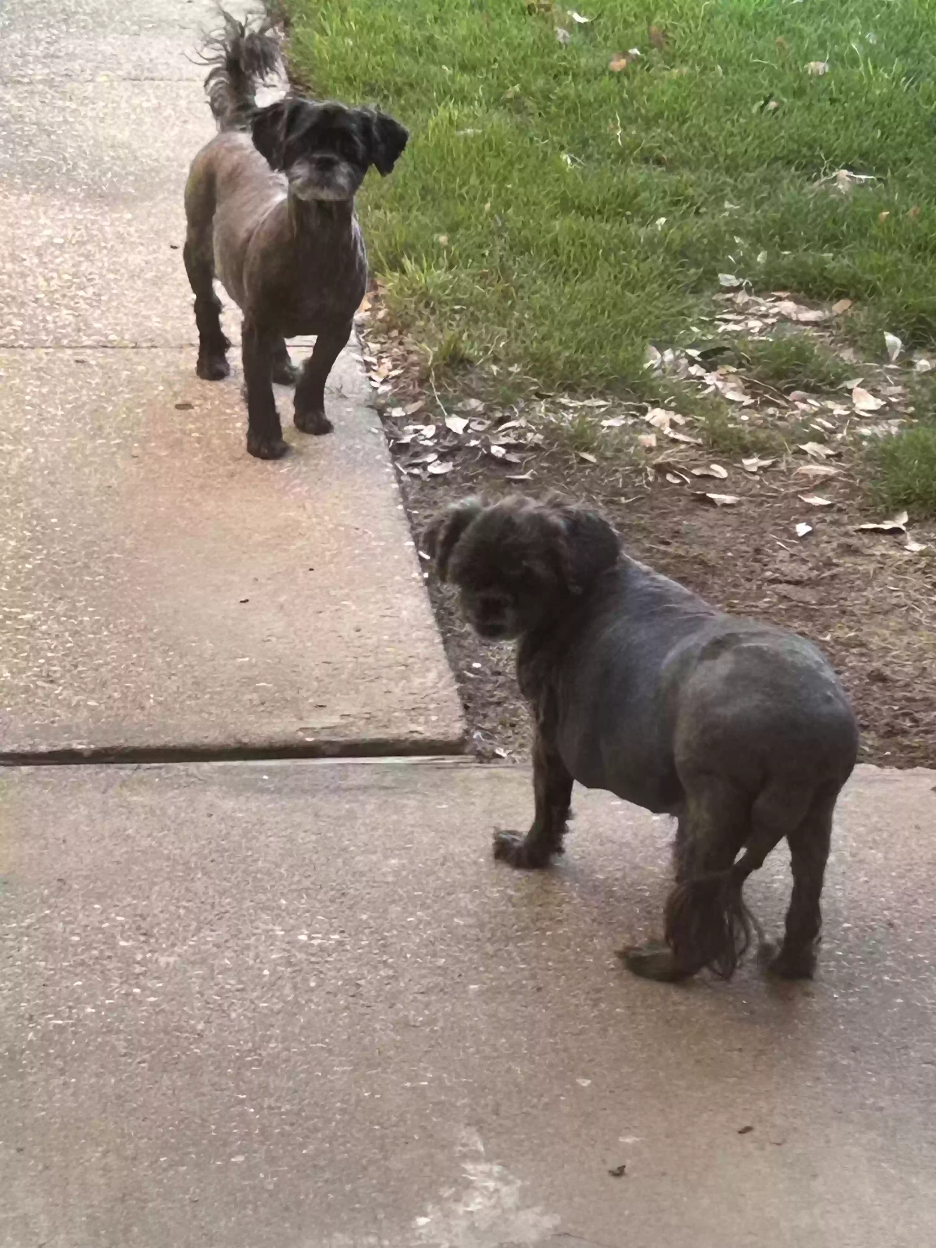 adoptable Dog in Mesquite,TX named Tootie and Molly