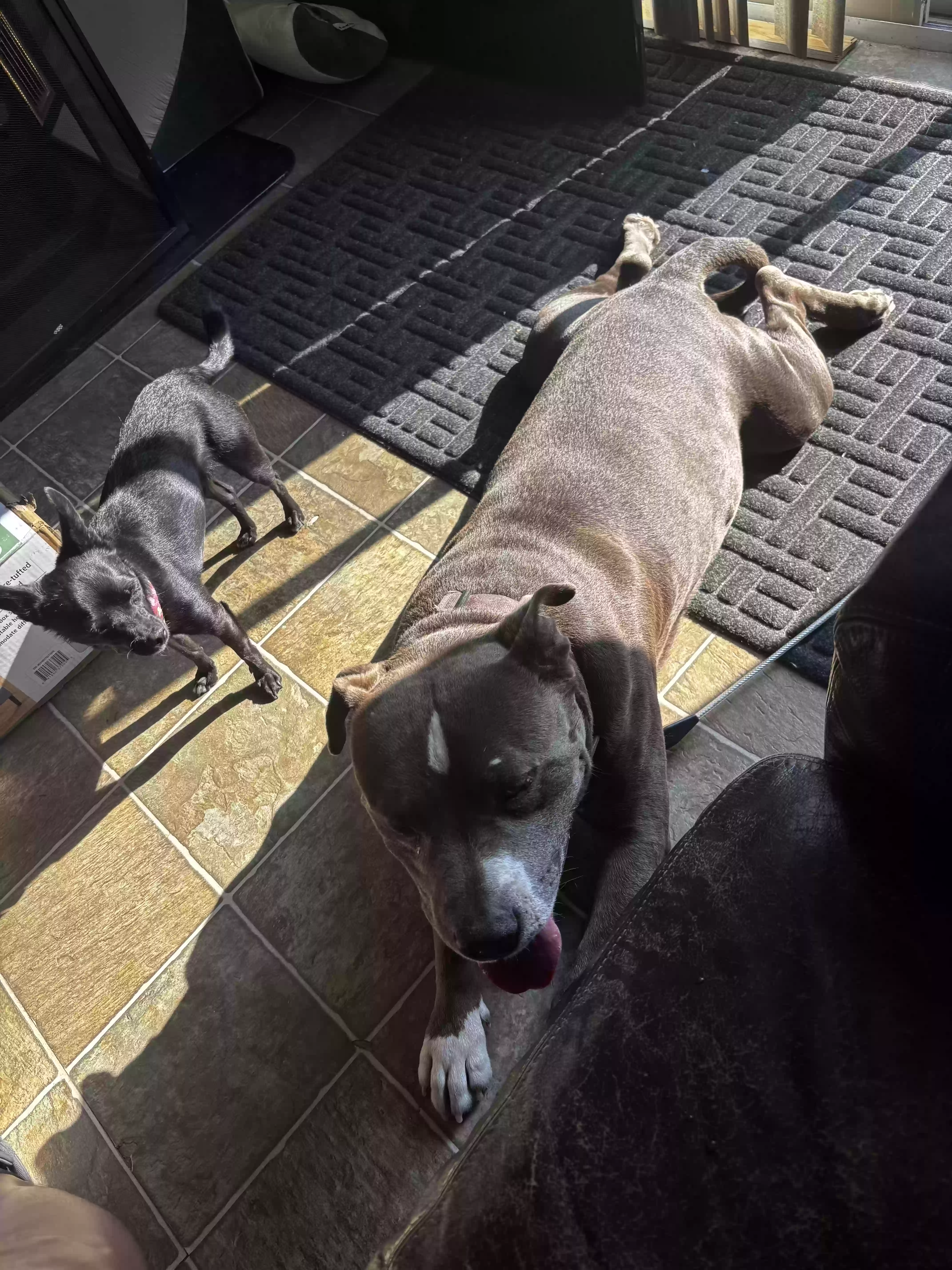 adoptable Dog in Prescott,AZ named Drak