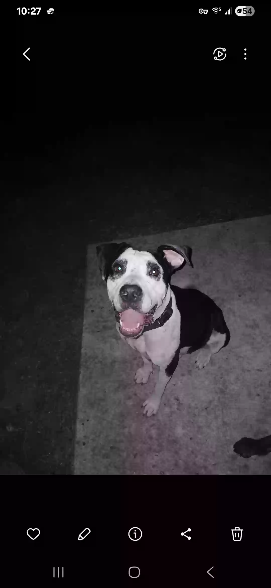 adoptable Dog in San Antonio,TX named Betsy