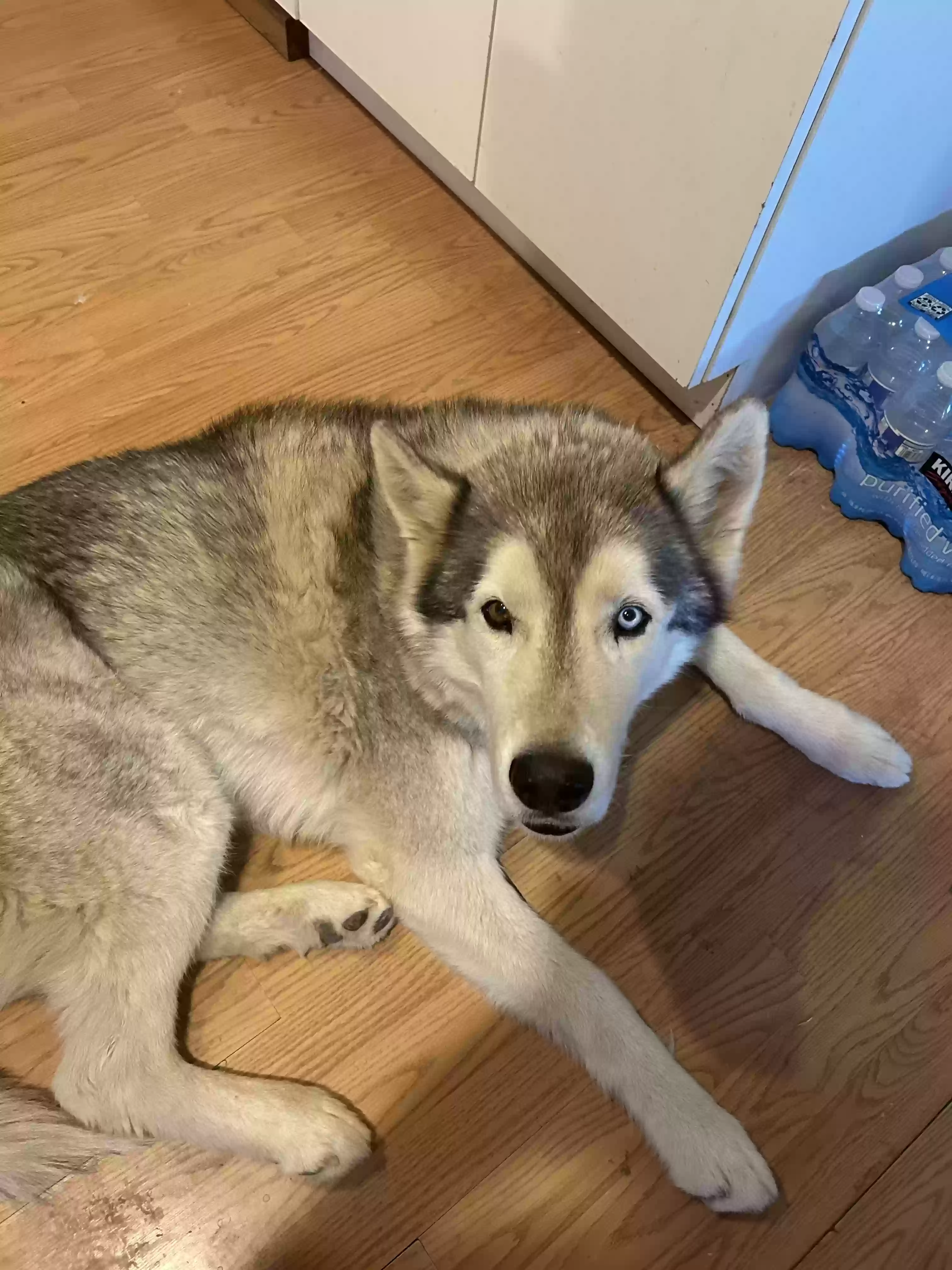 adoptable Dog in Paulden,AZ named Minko