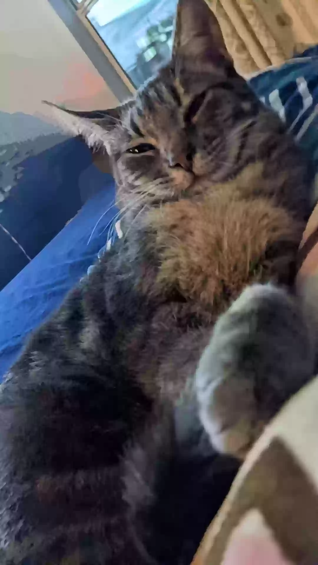adoptable Cat in Cape Coral,FL named Toaster