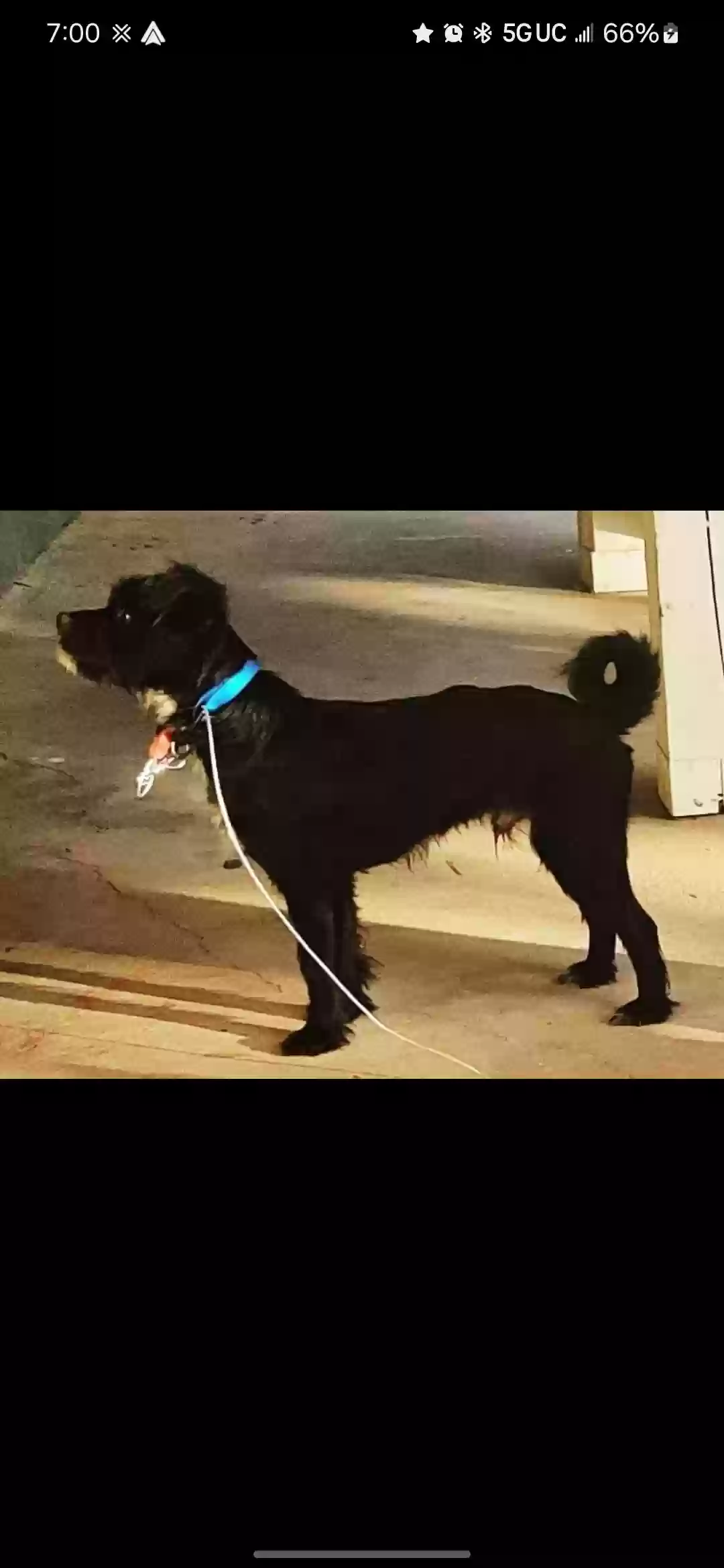 adoptable Dog in Marietta,GA named Honcho