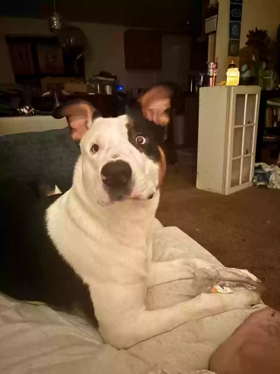 adoptable Dog in Concord,NC named Panda