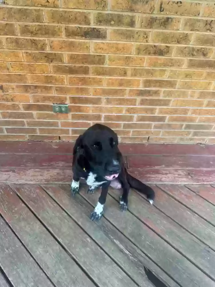 adoptable Dog in Paige,TX named Bella