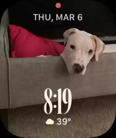 adoptable Dog in Hemet,CA named