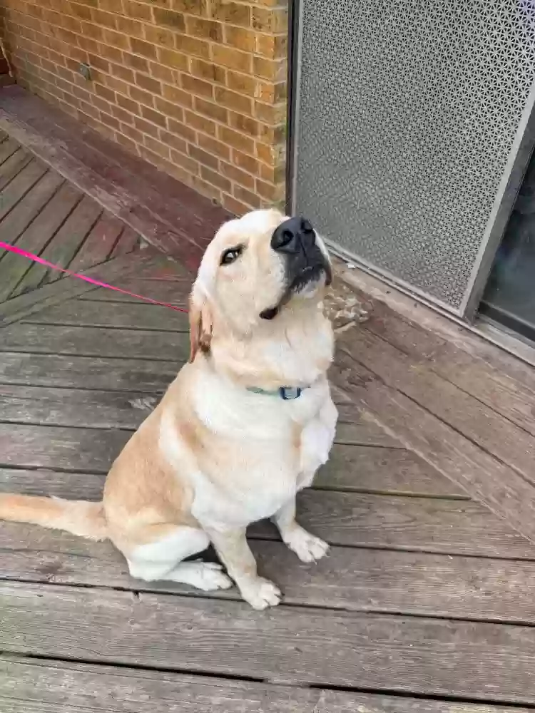 adoptable Dog in Paige,TX named Tater