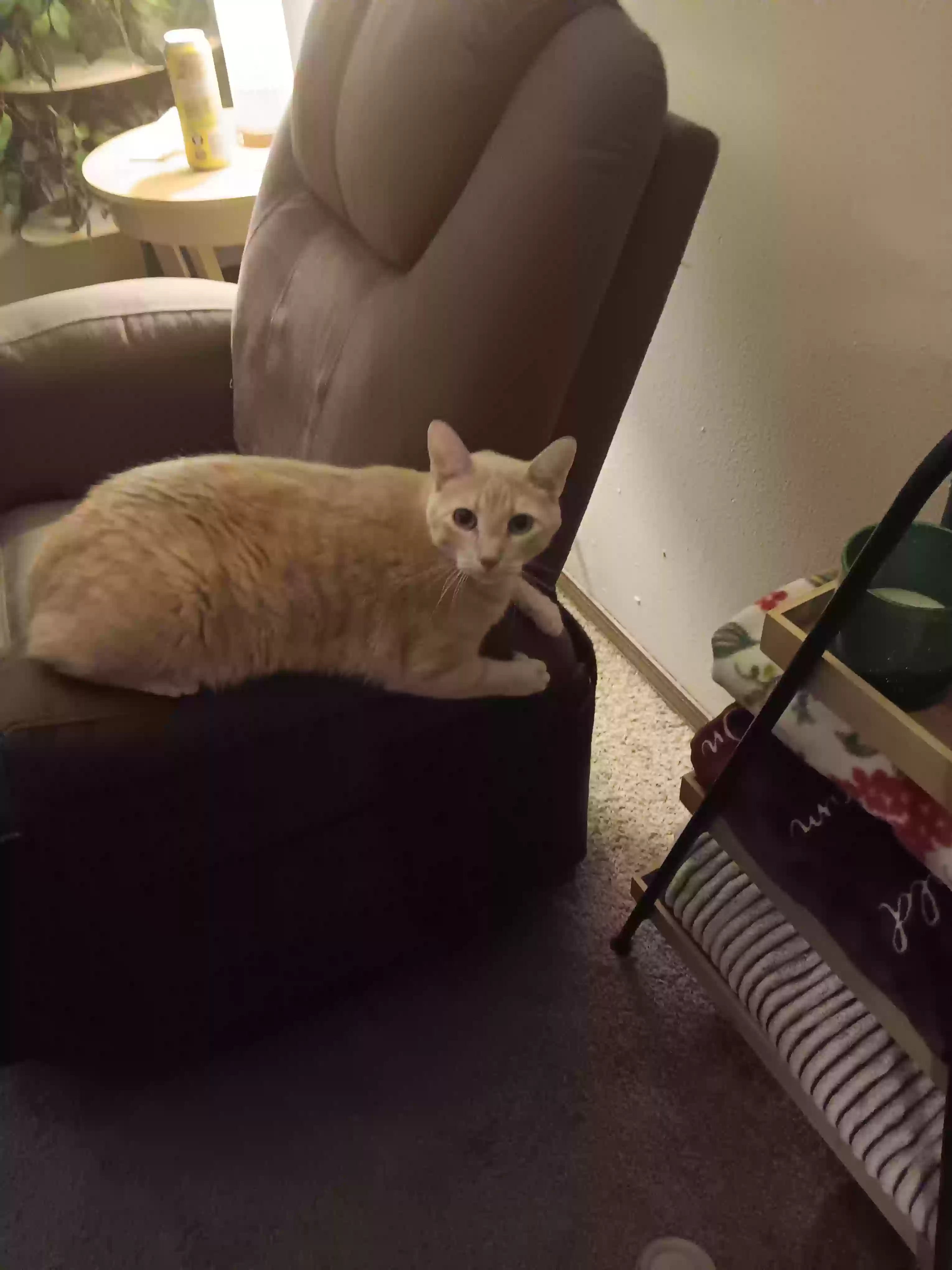 adoptable Cat in Rogers,AR named Simba