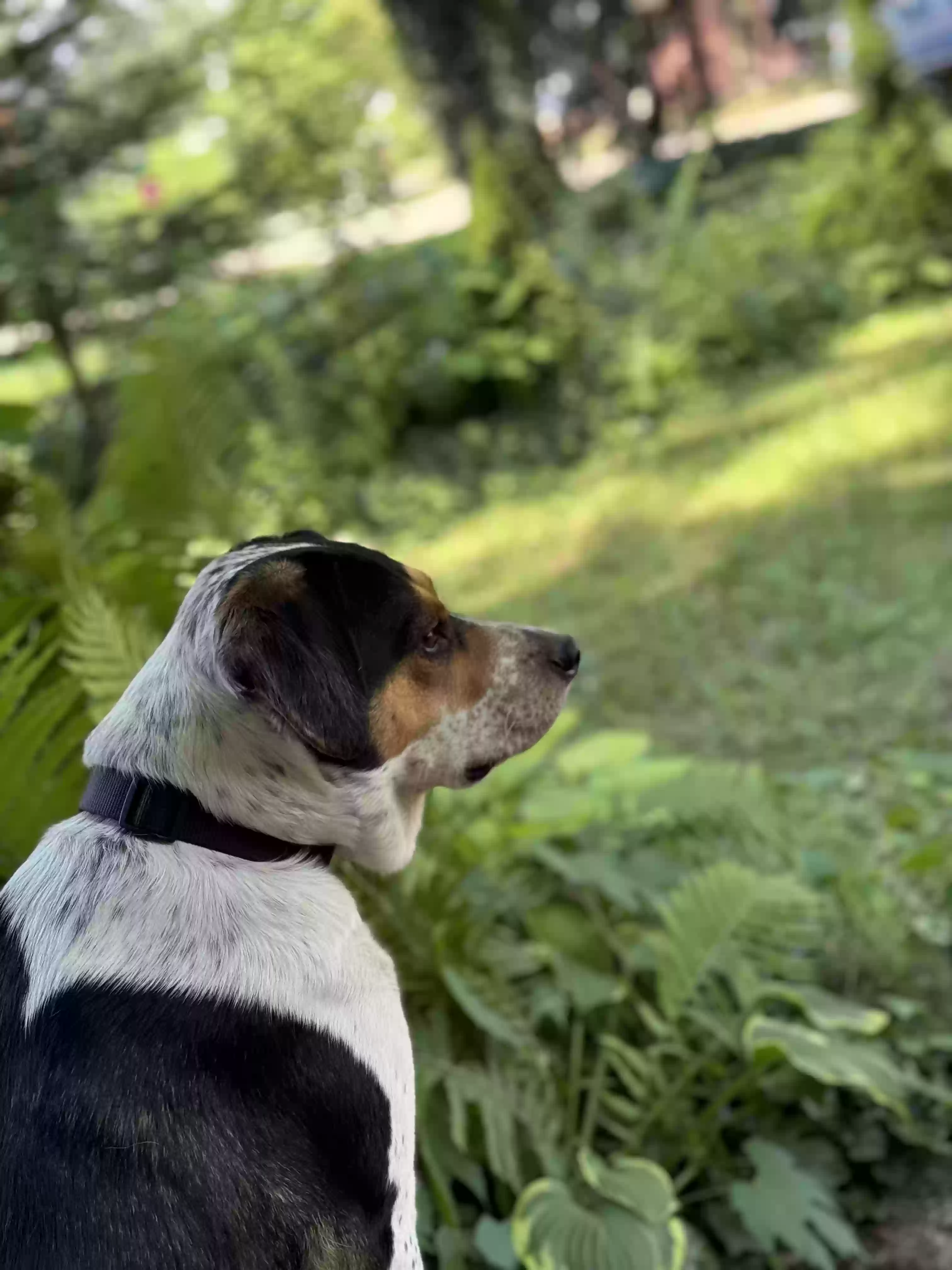 adoptable Dog in Ypsilanti,MI named Snoopy