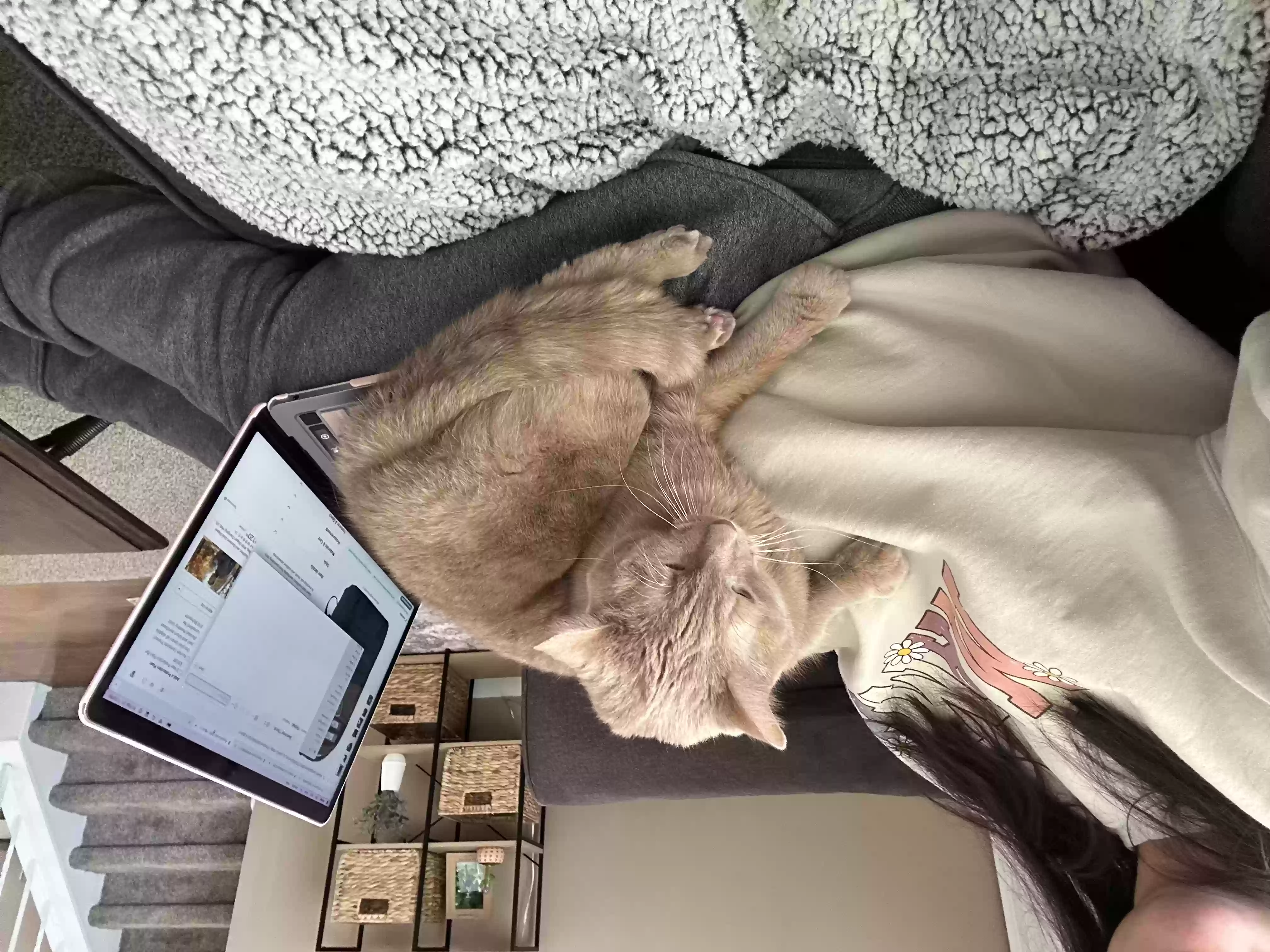 adoptable Cat in Highland,MI named Pancakes