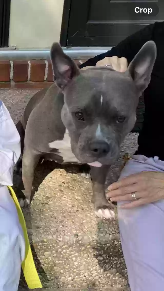 adoptable Dog in Long Island City,NY named Tayo