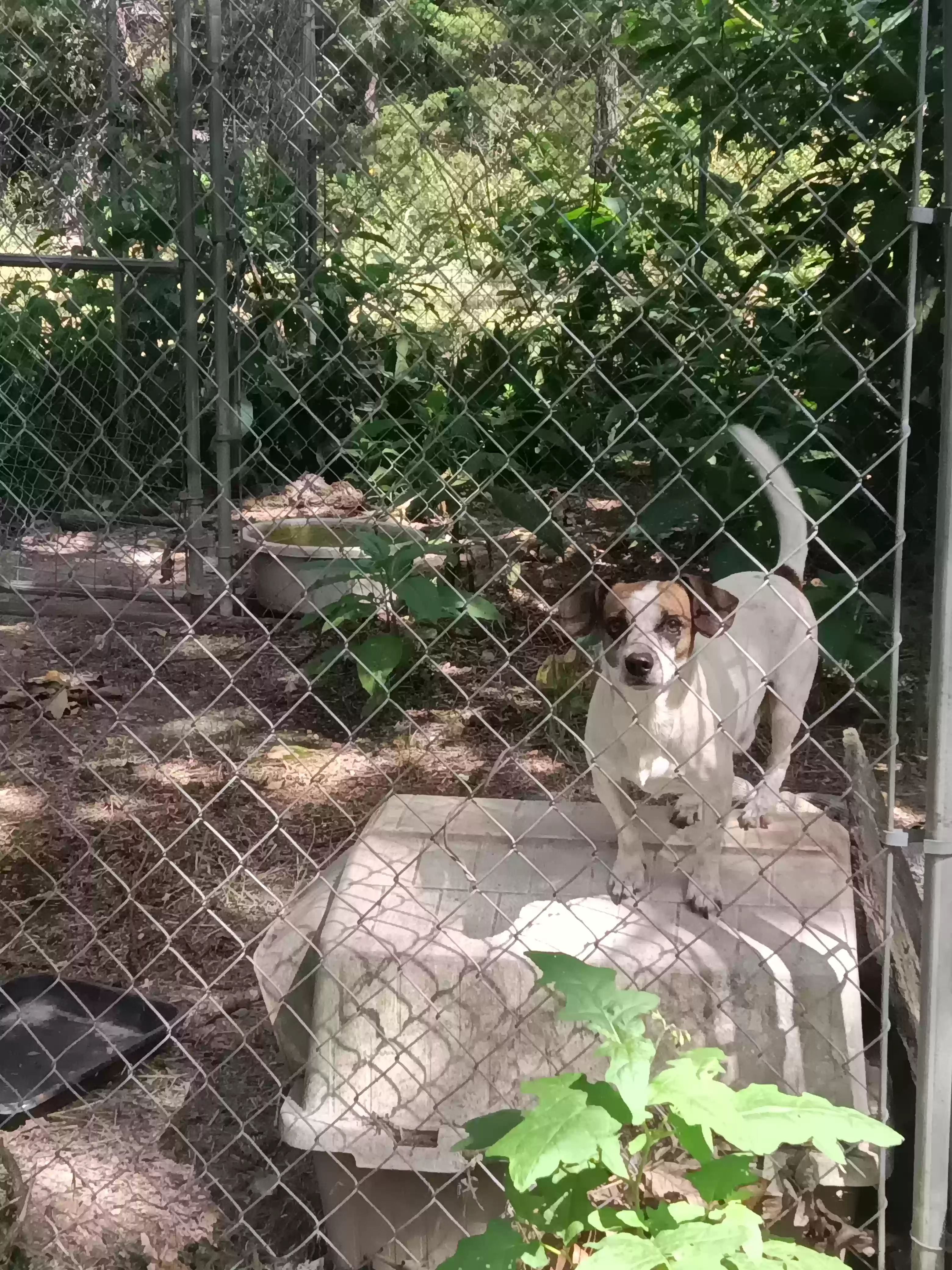 adoptable Dog in Yellville,AR named Fonzy