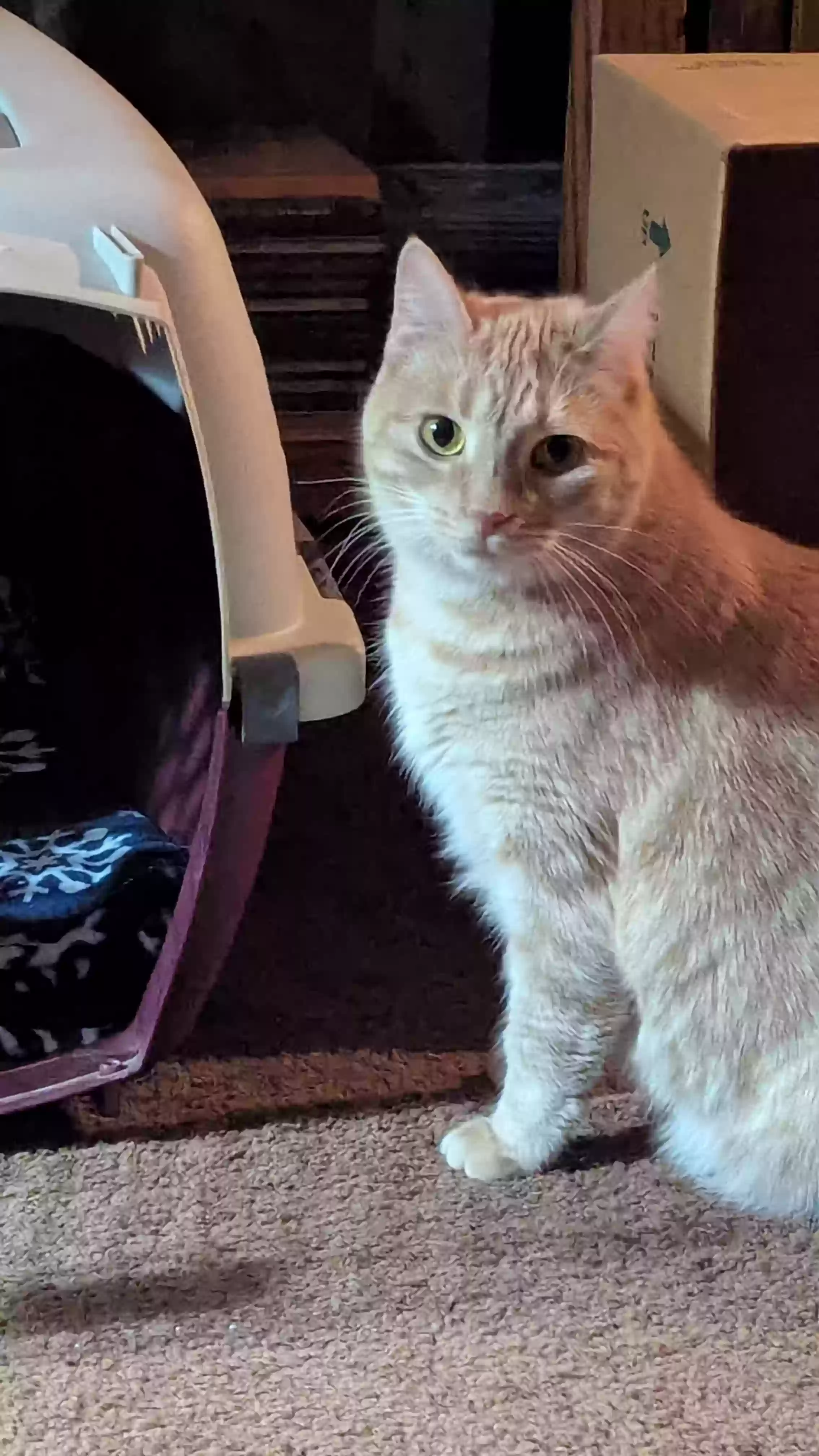 adoptable Cat in Bath,NY named DOS