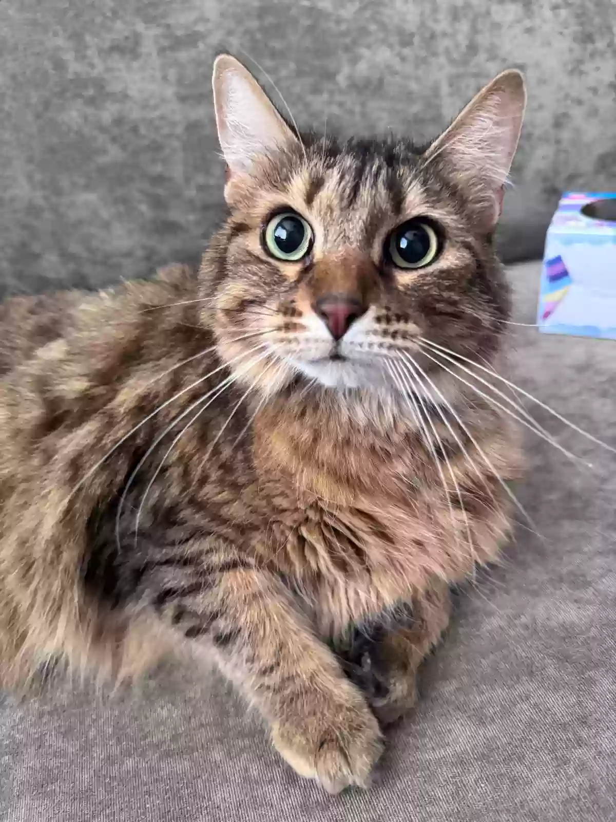 adoptable Cat in Travis Afb,CA named Elsa