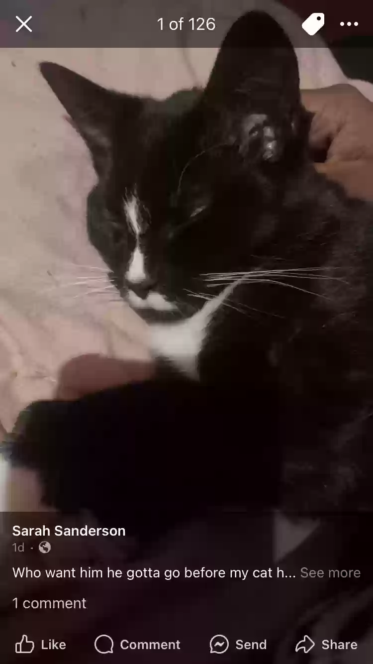 adoptable Cat in Grand Rapids,MI named Sushi
