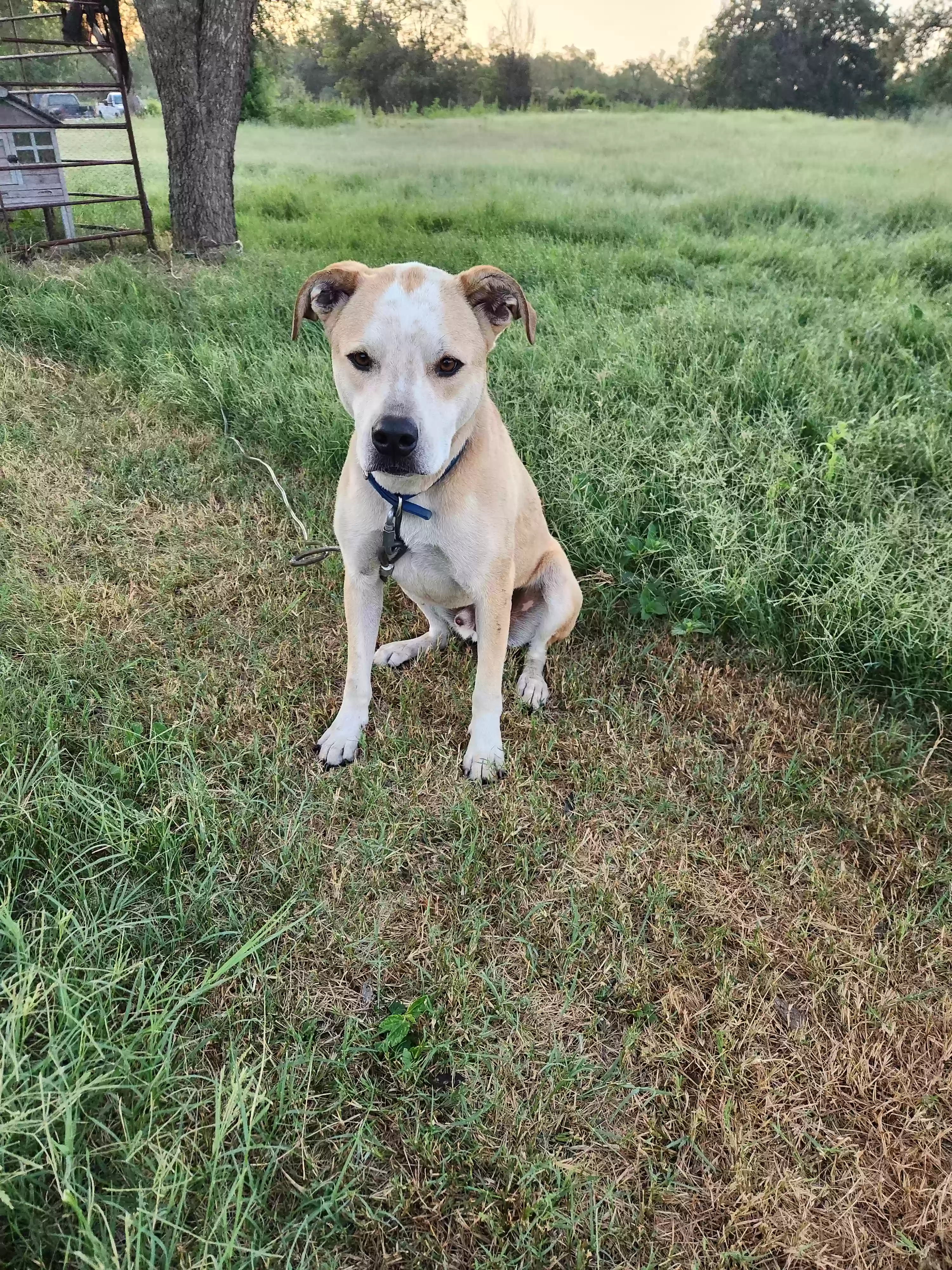 adoptable Dog in Llano,TX named Levi