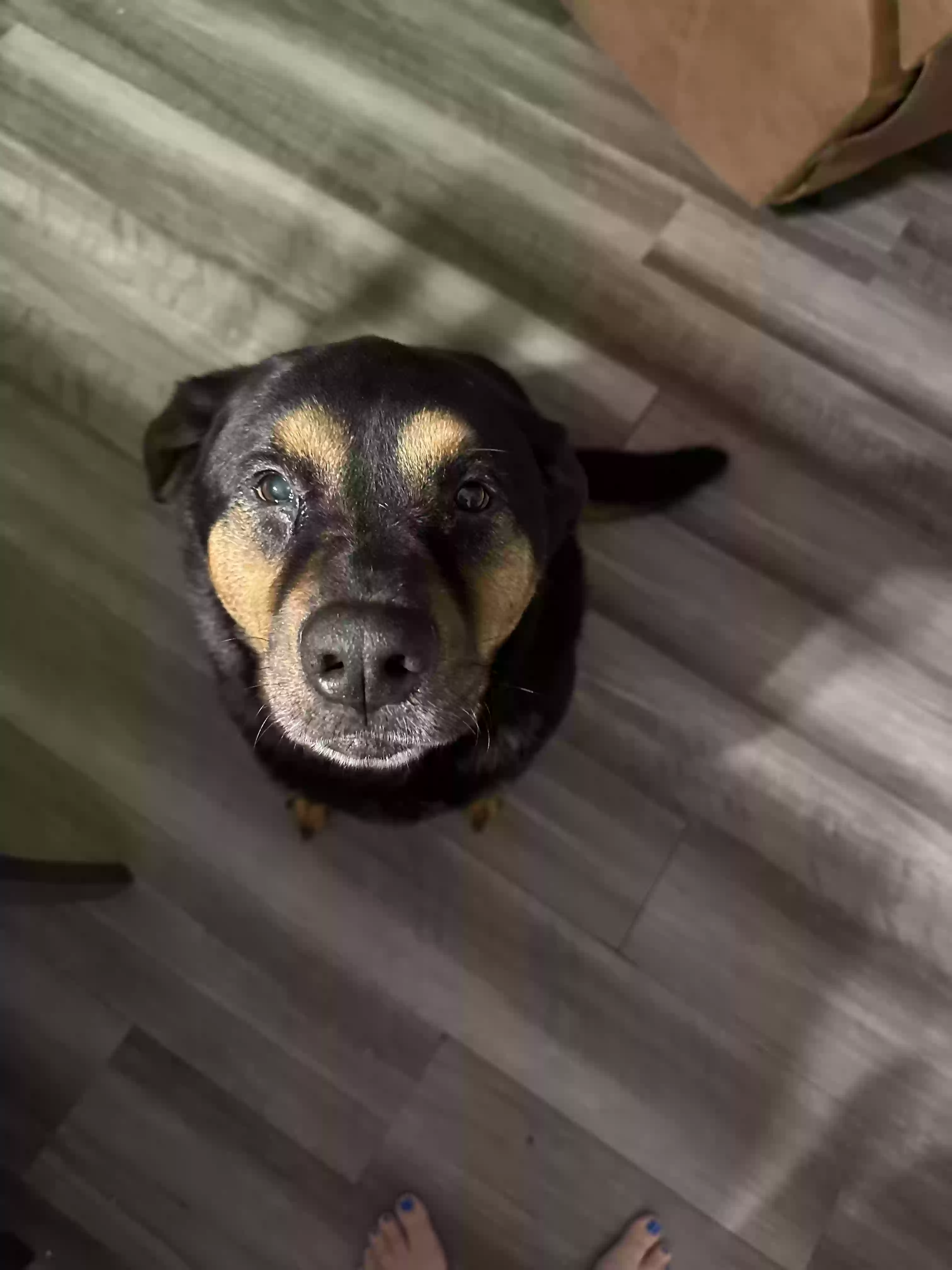 adoptable Dog in Flower Mound,TX named Charlie