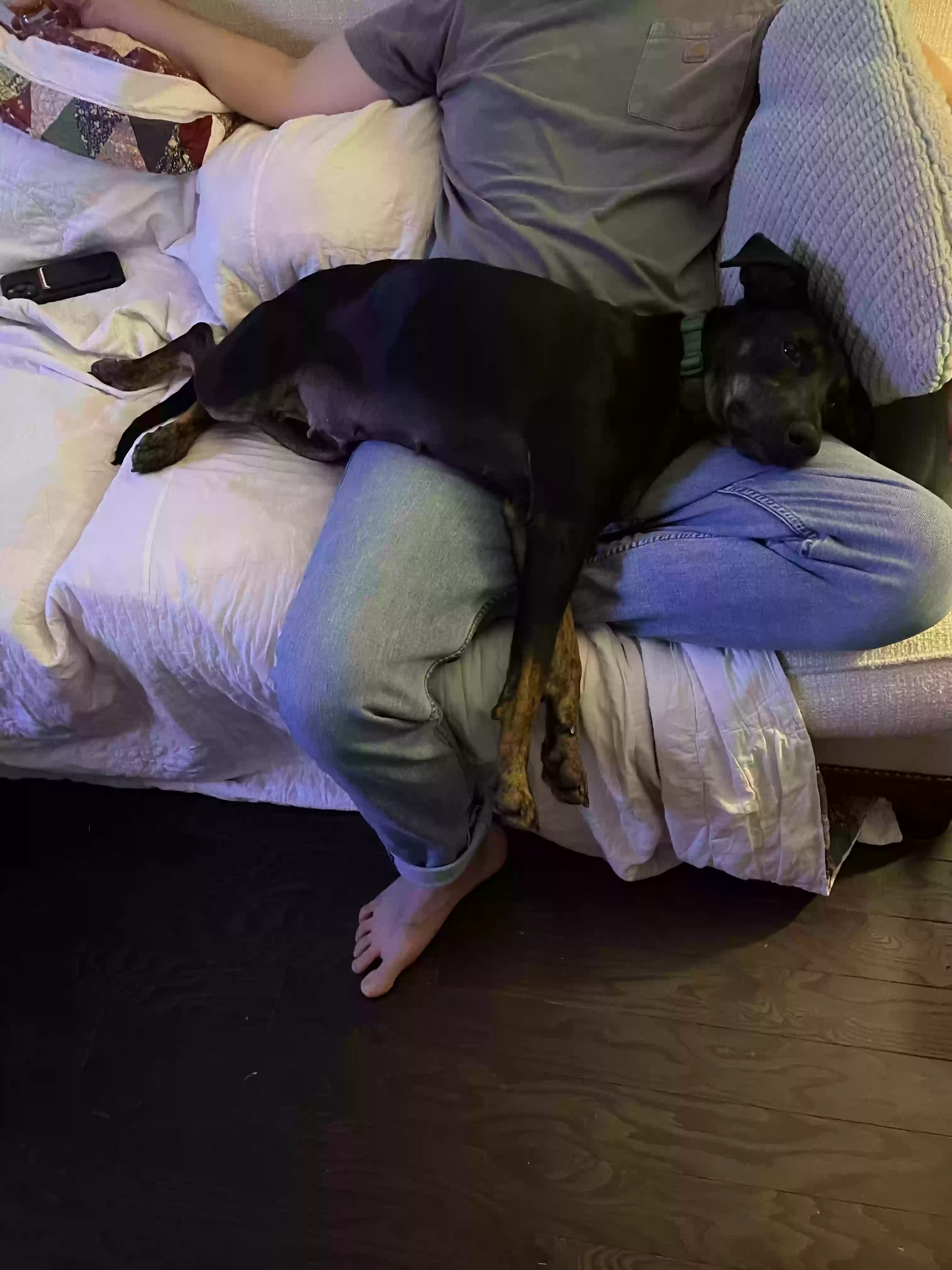 adoptable Dog in Suwanee,GA named Ellie