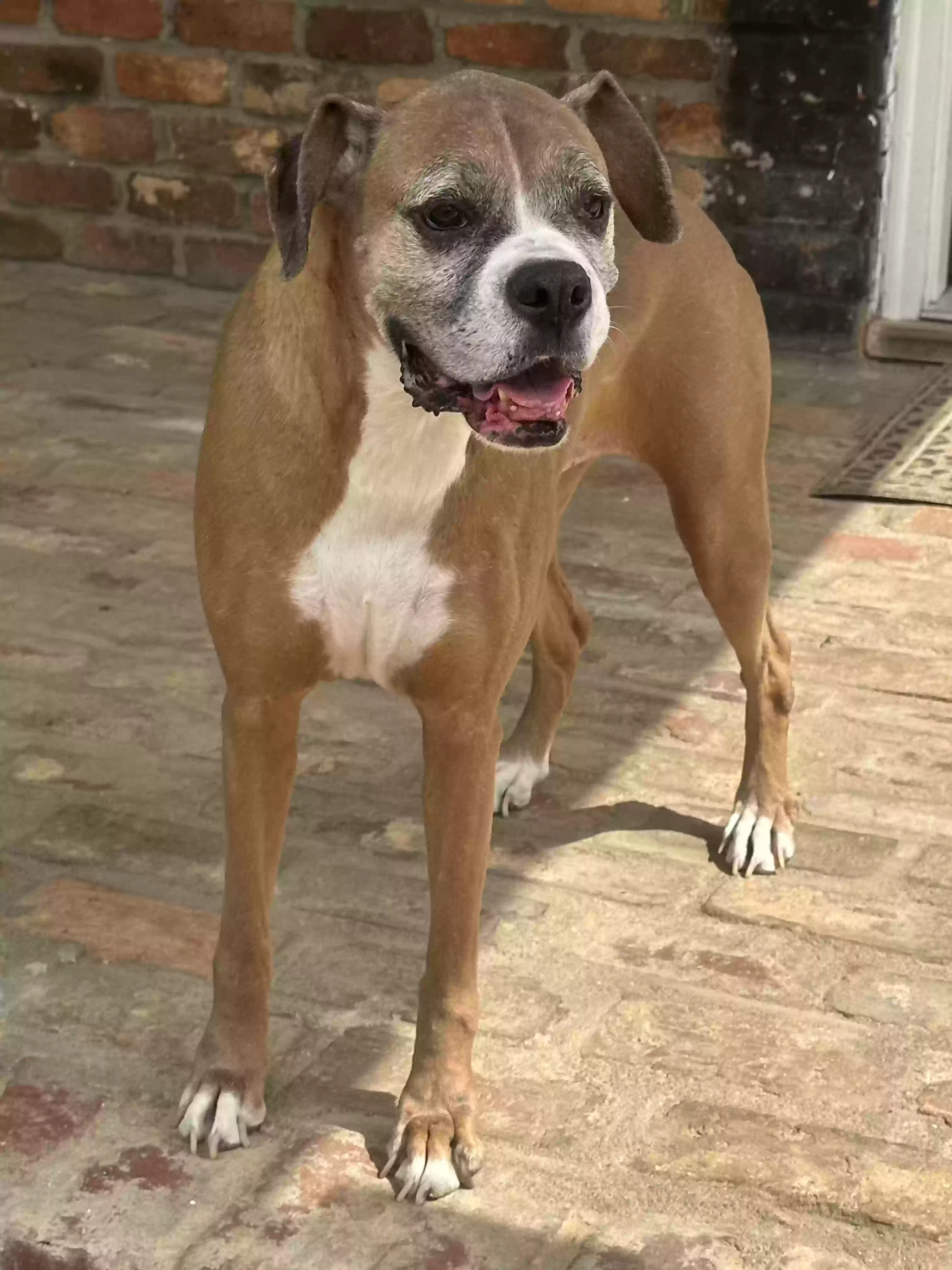 adoptable Dog in Covington,GA named Stella and Lilly