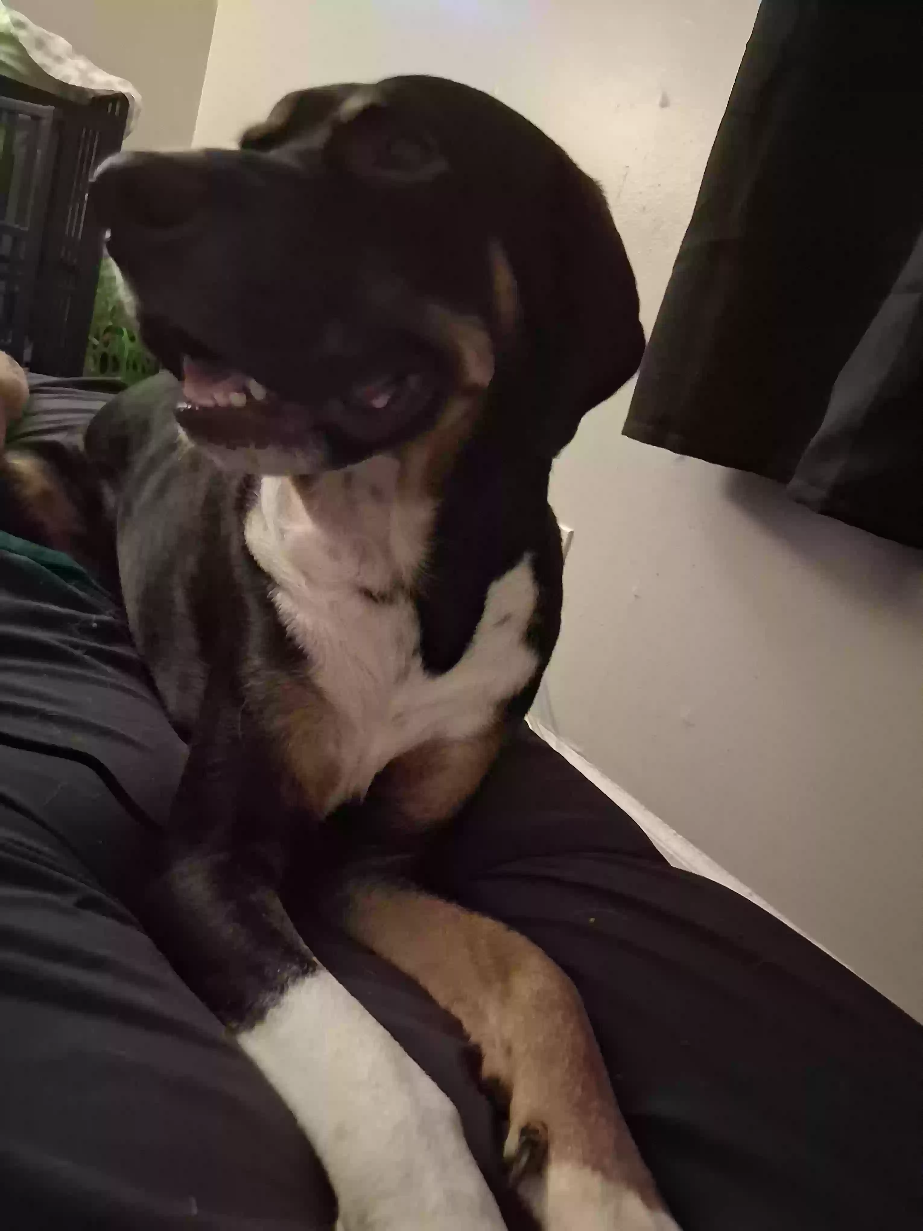 adoptable Dog in Indianapolis,IN named CLYDE