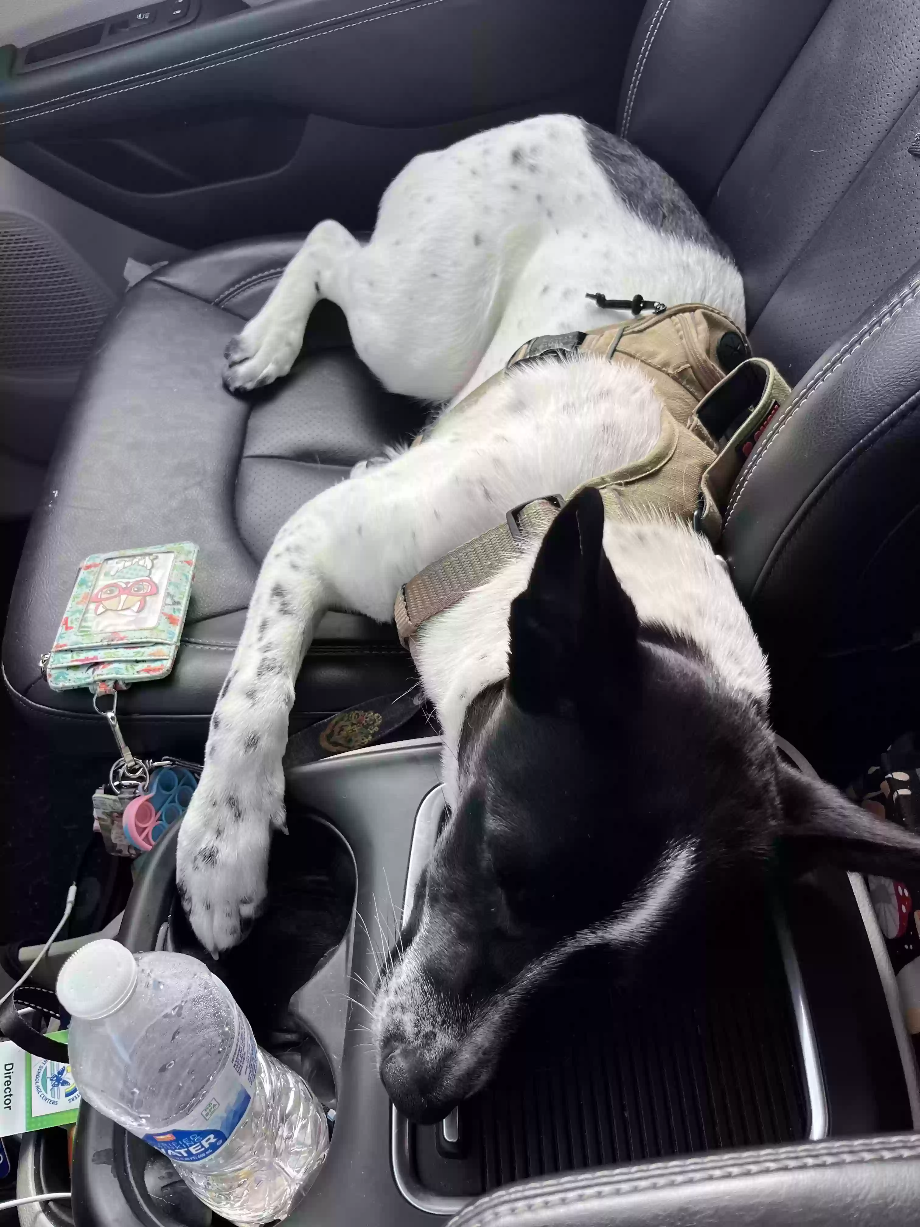 adoptable Dog in Greeley,CO named Cosmo