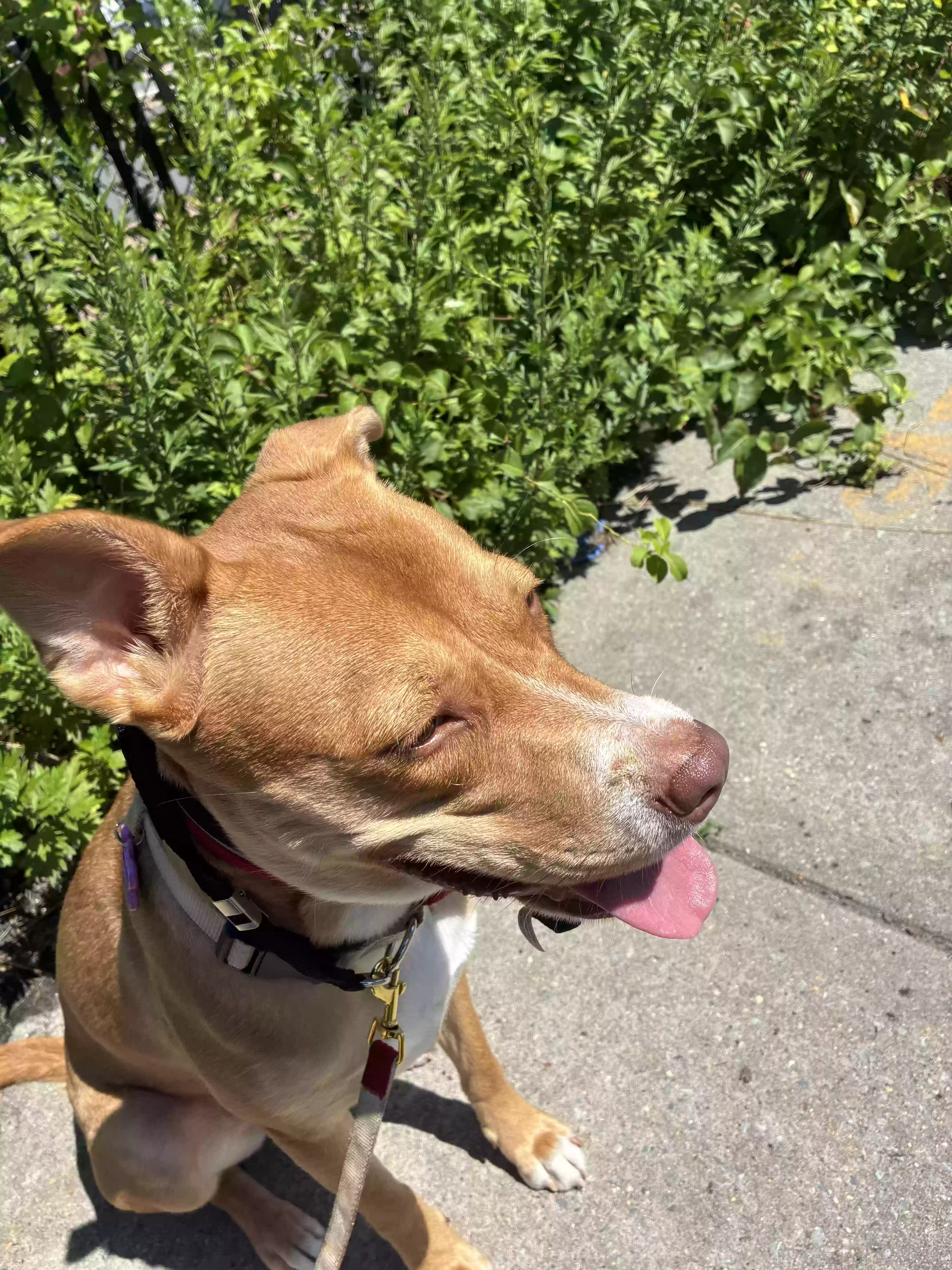 adoptable Dog in Arverne,NY named China
