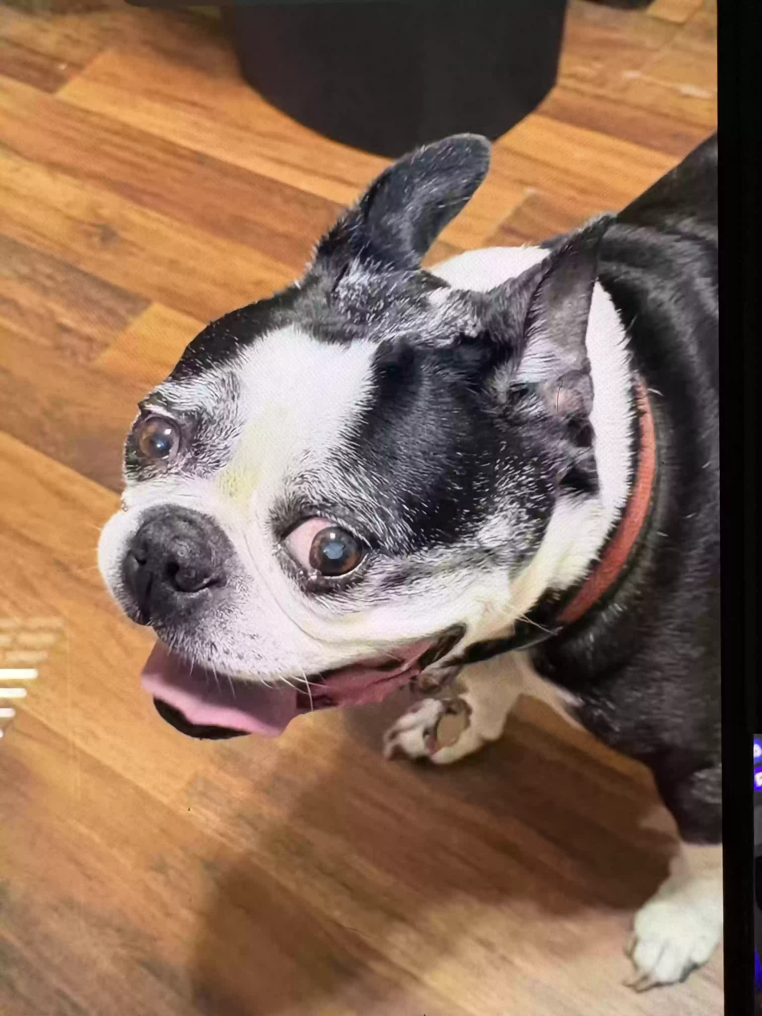 adoptable Dog in Brick,NJ named Annie and cowboy