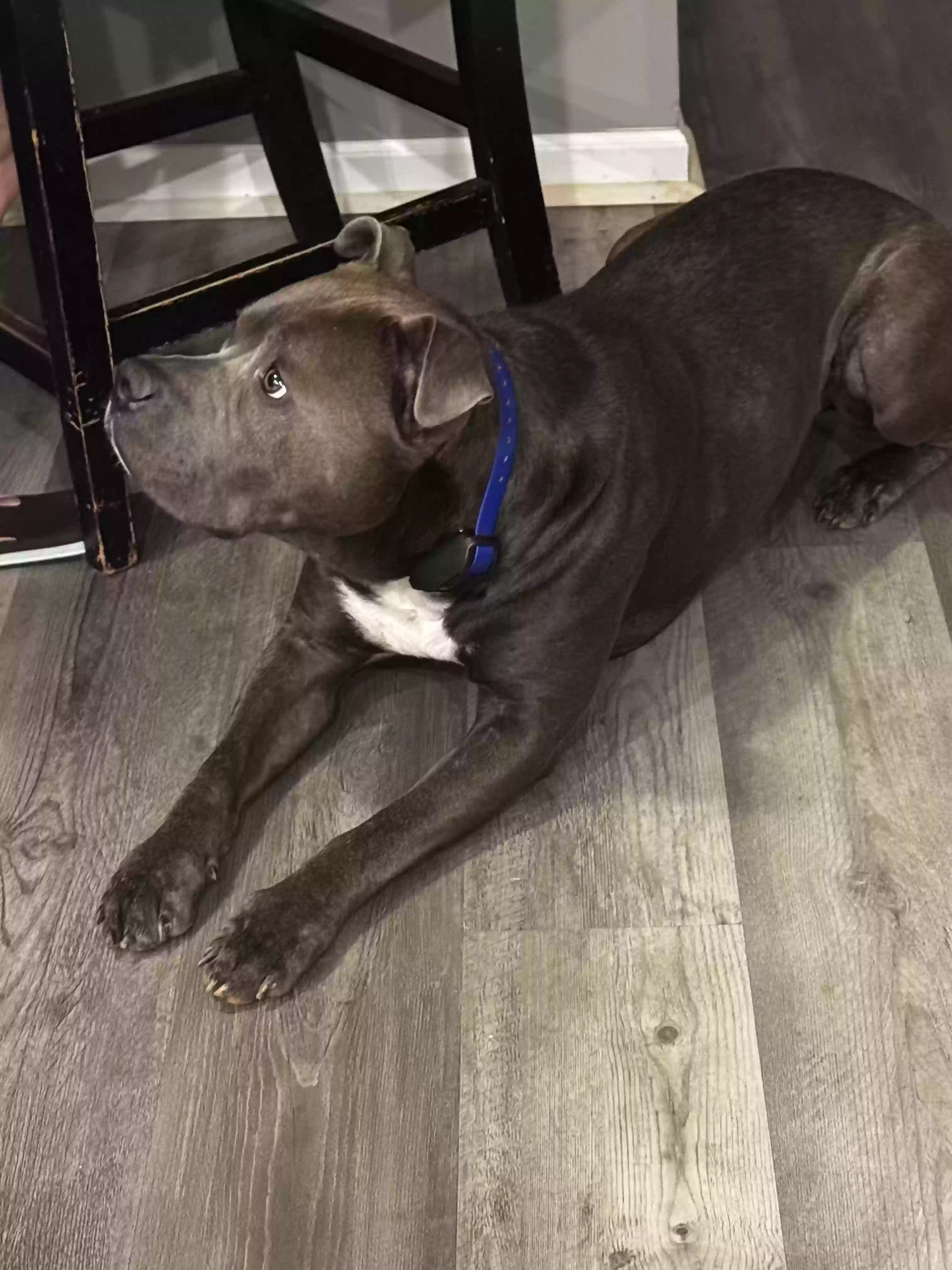 adoptable Dog in Reidsville,NC named Kujo