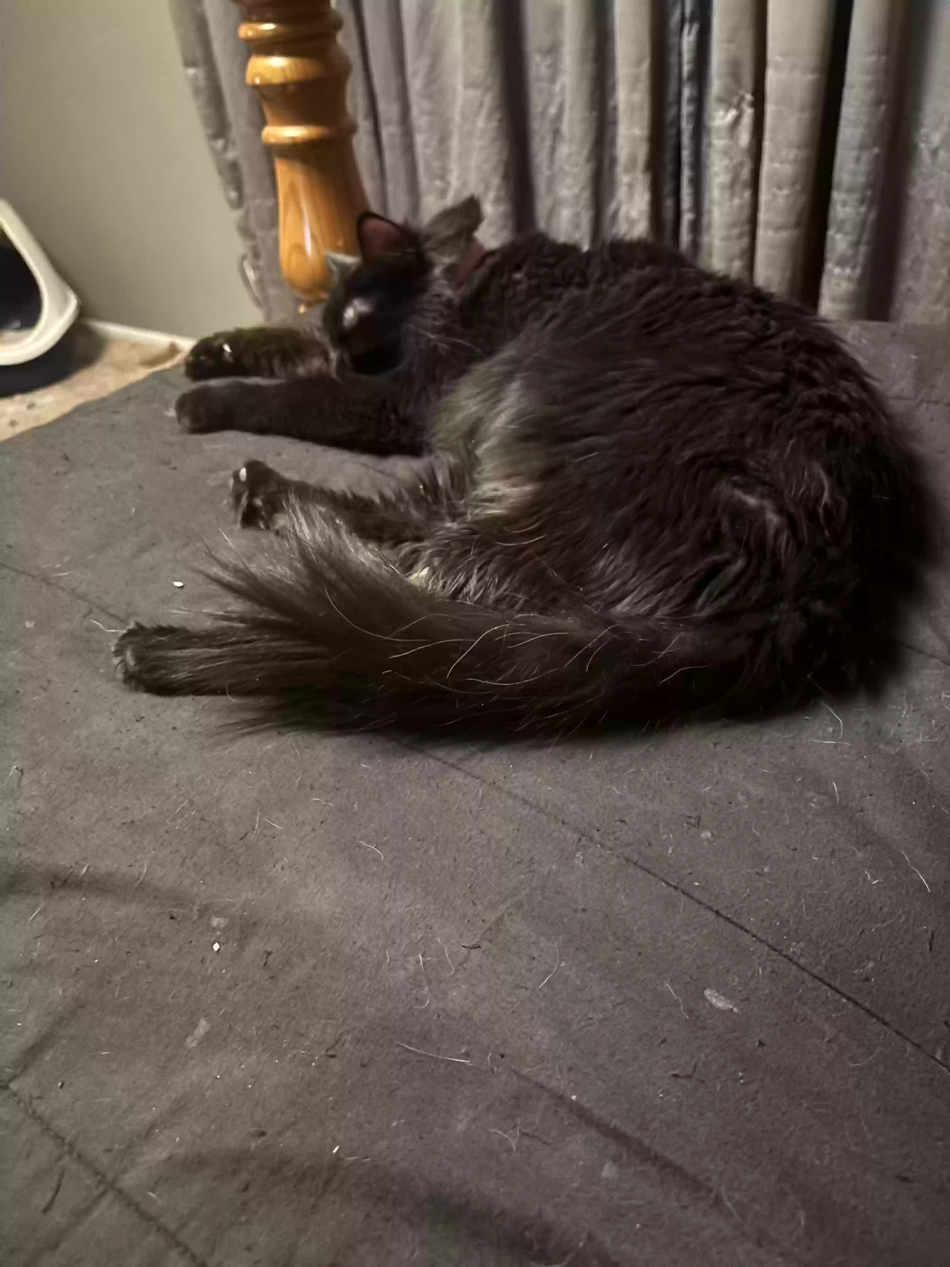 adoptable Cat in Mayer,AZ named Blu (blue velociraptor)