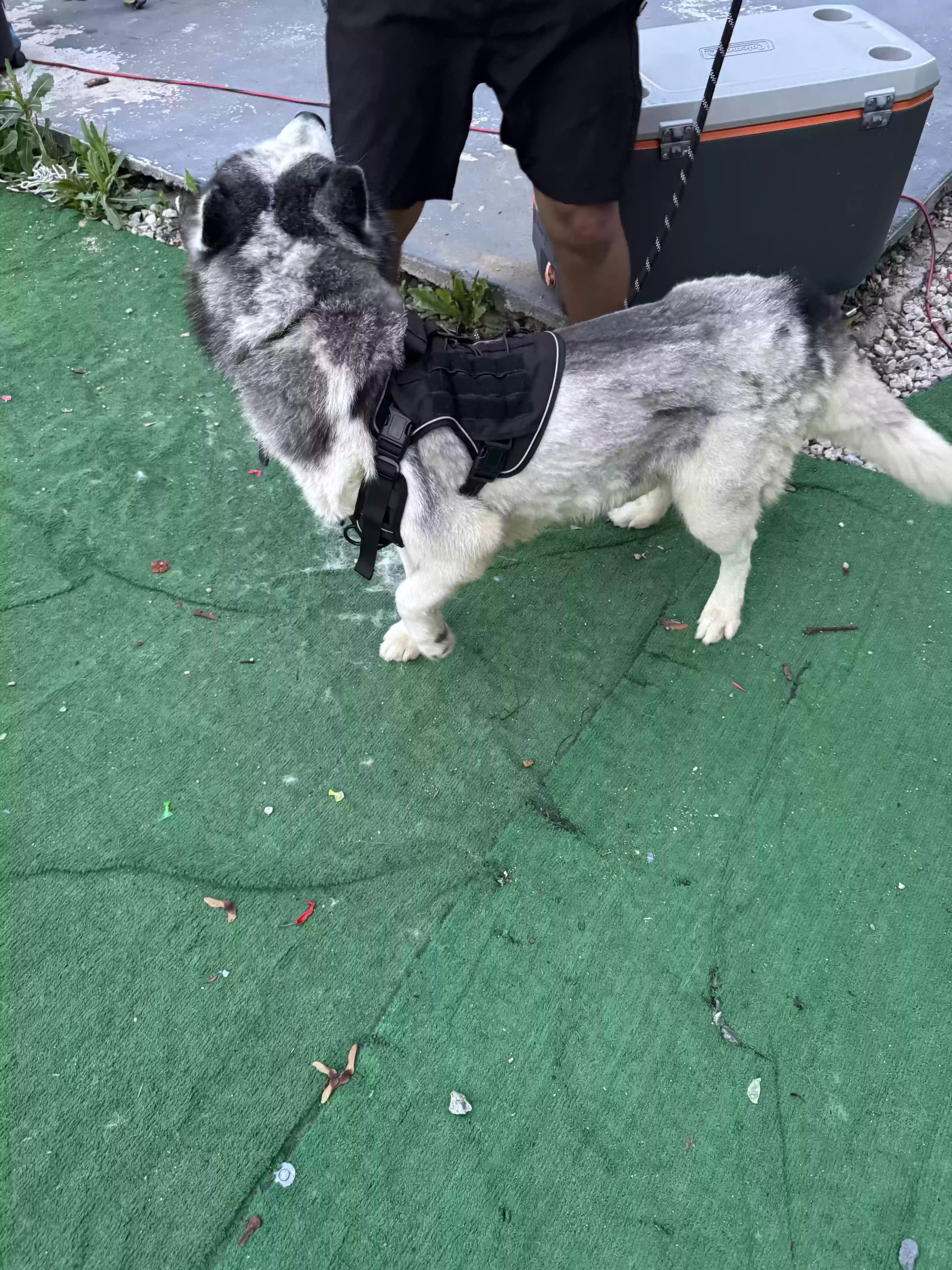 adoptable Dog in Hempstead,NY named Muñeco
