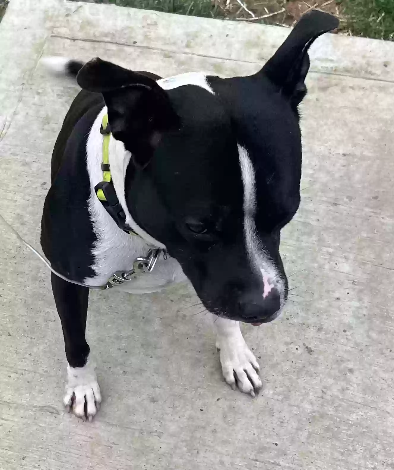 adoptable Dog in Indianapolis,IN named Deuce